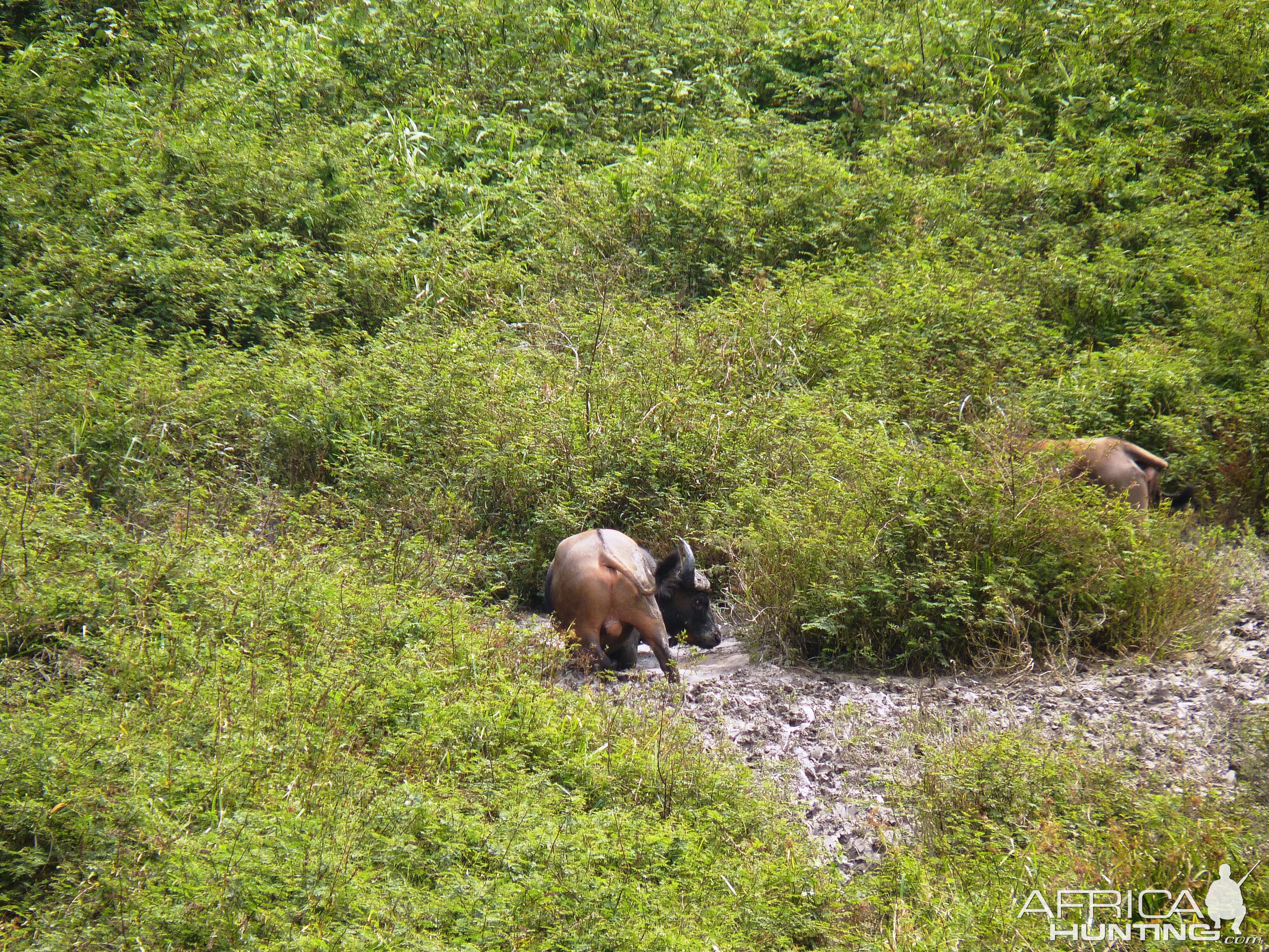 Buffalo in Central African Republic