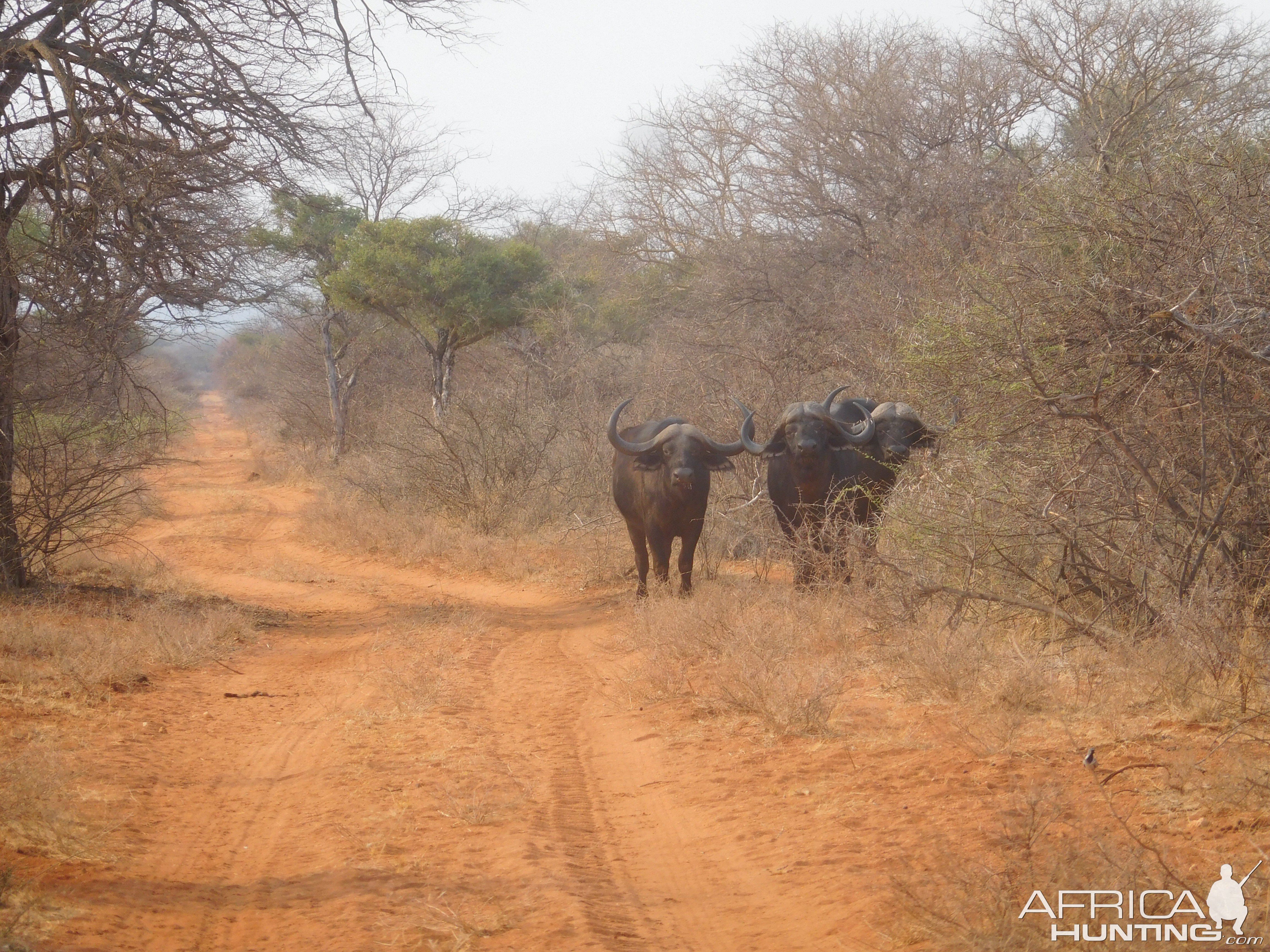 Buffalo in South Africa