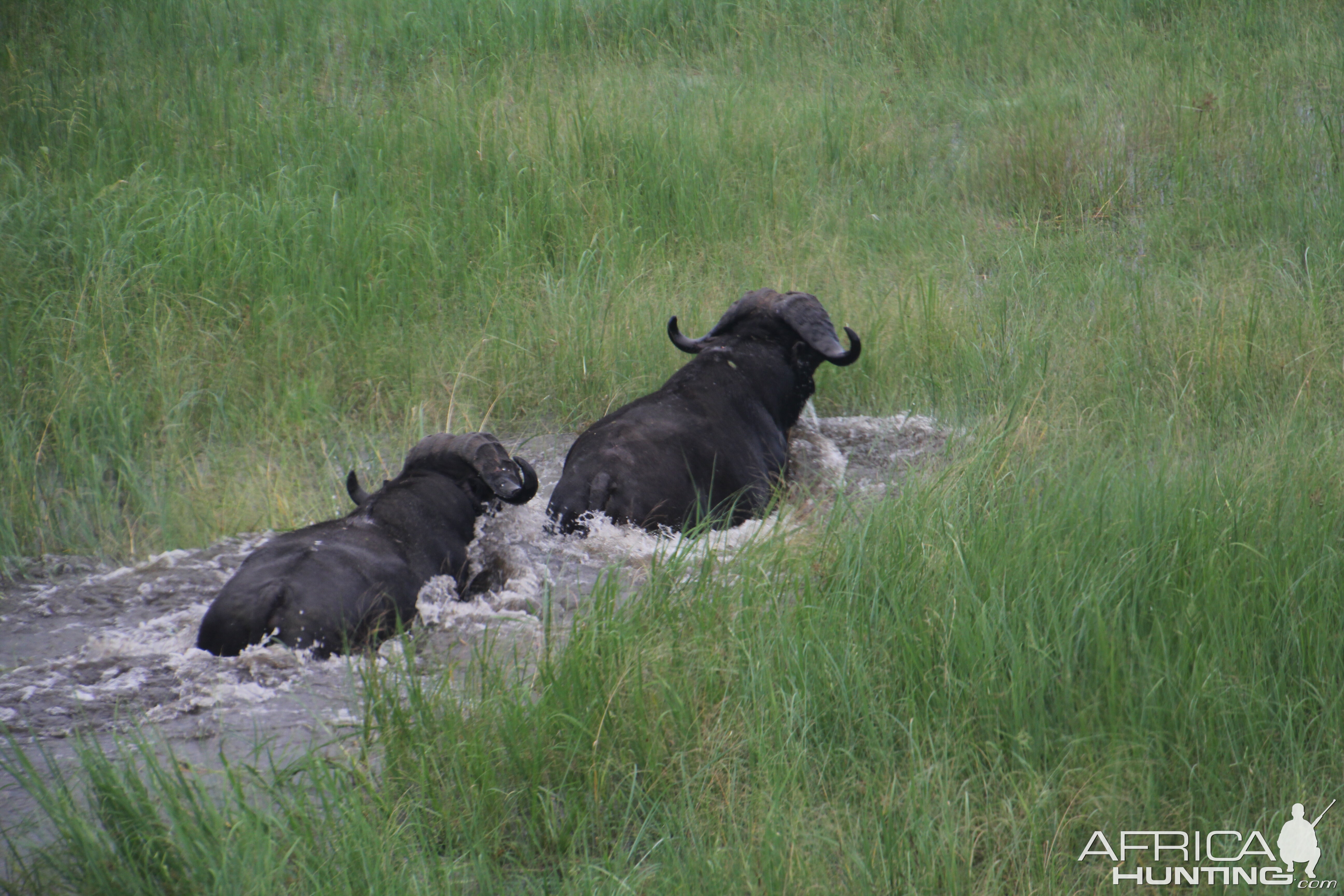 Buffalo Kasonso Busanga Zambia