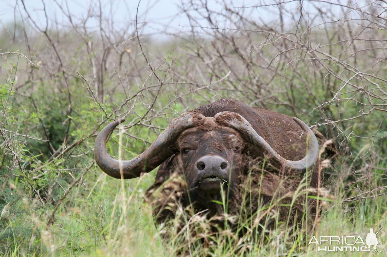 Buffalo KwaZulu-Natal South Africa