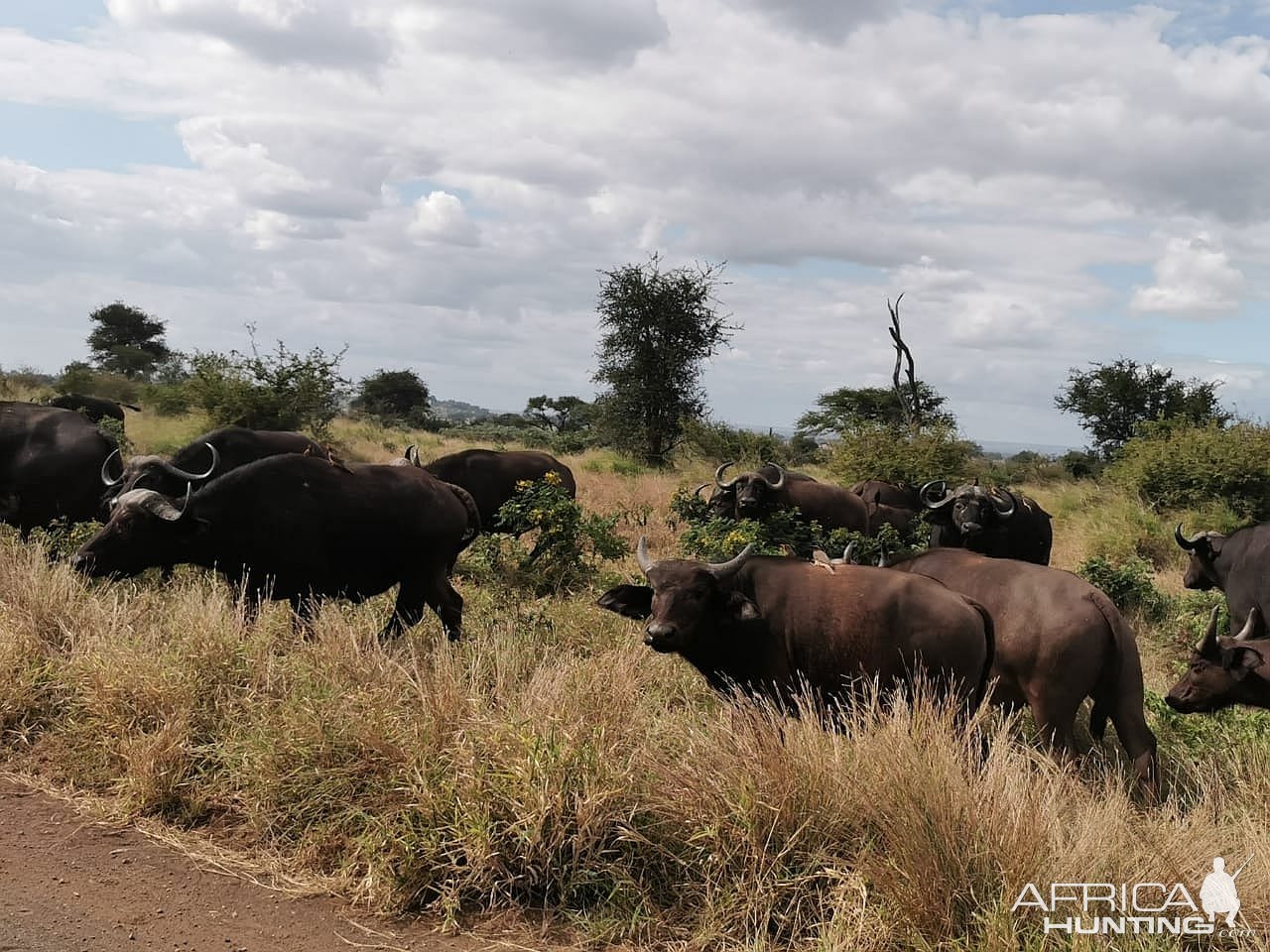 Buffalo Limpopo South Africa