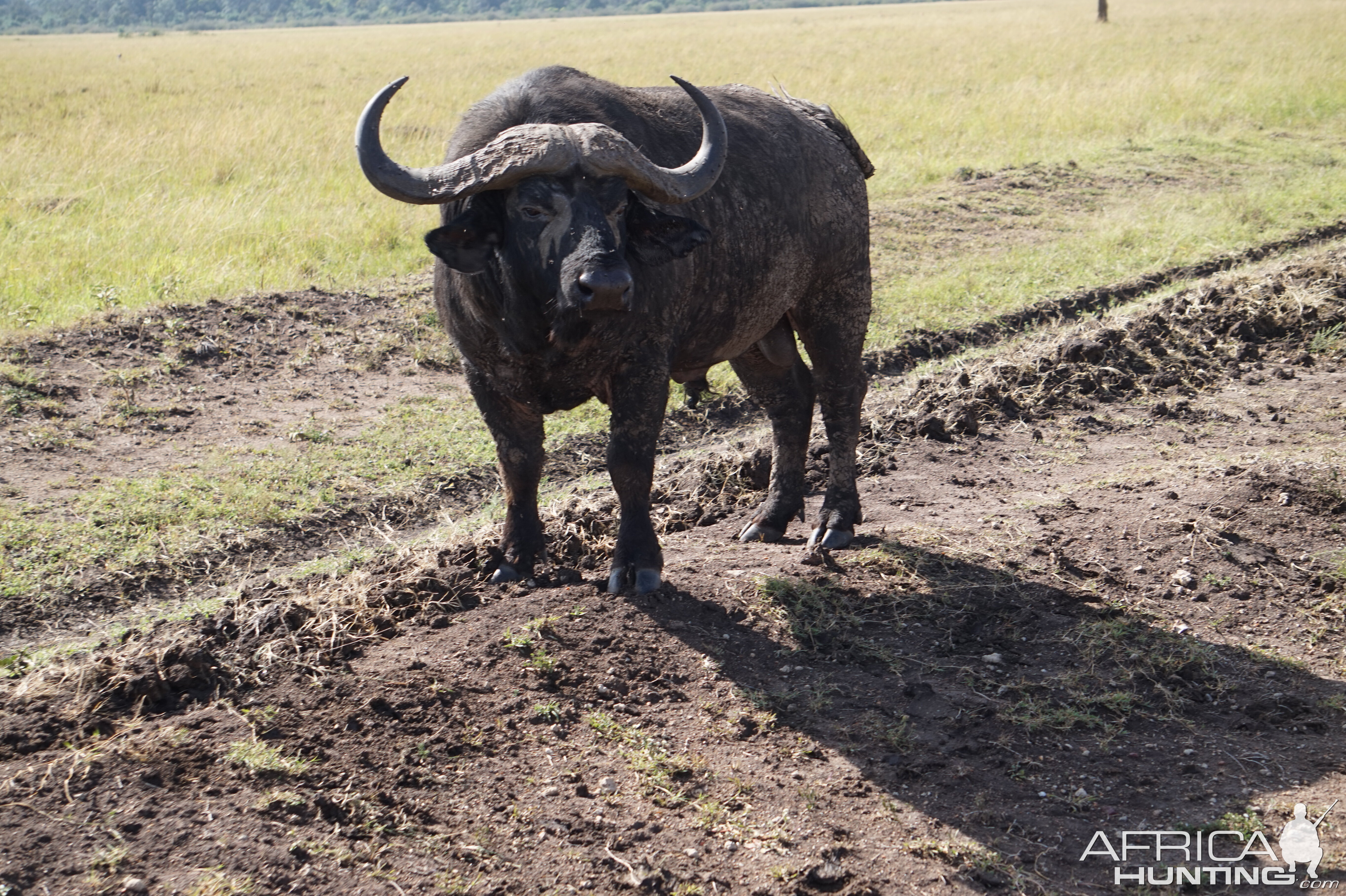 Buffalo Maasai Mara Photo Safari Kenya