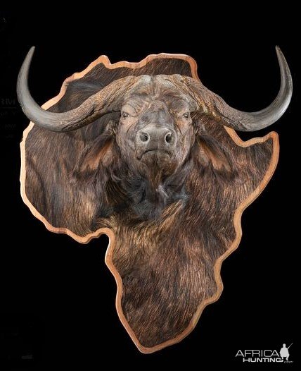 Buffalo Morden Wall Display Taxidermy