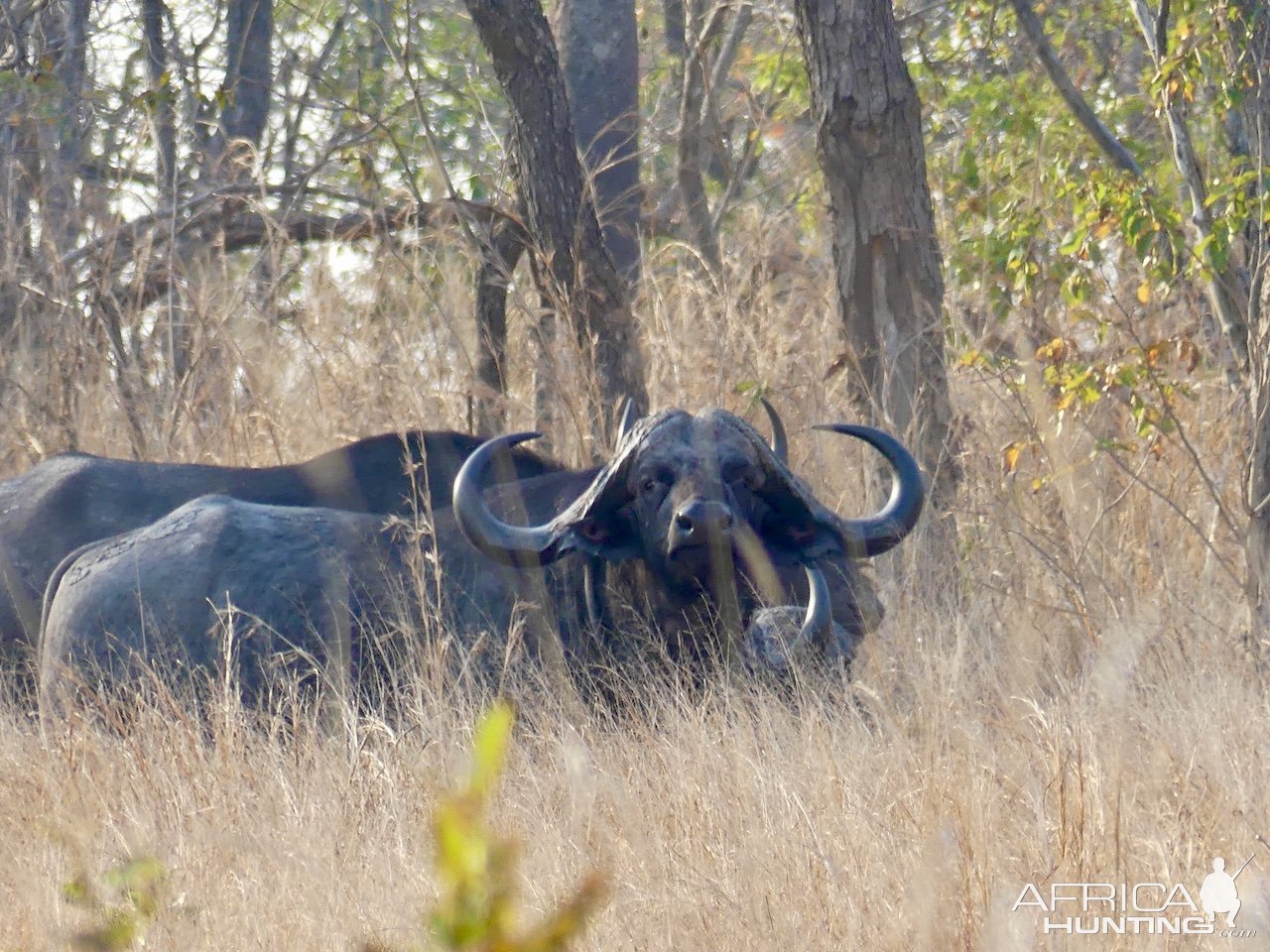 Buffalo Mozambique