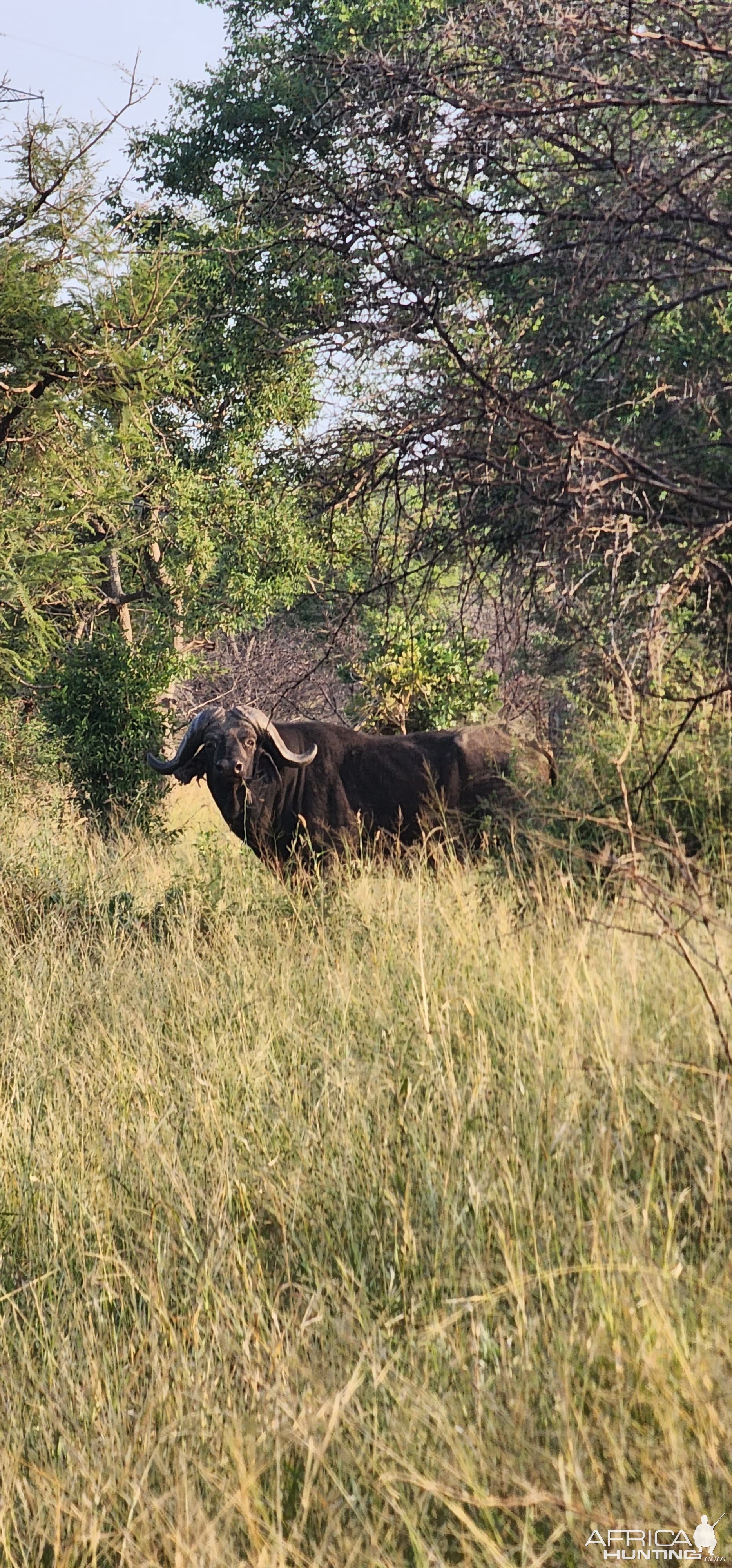 Buffalo Mozambique