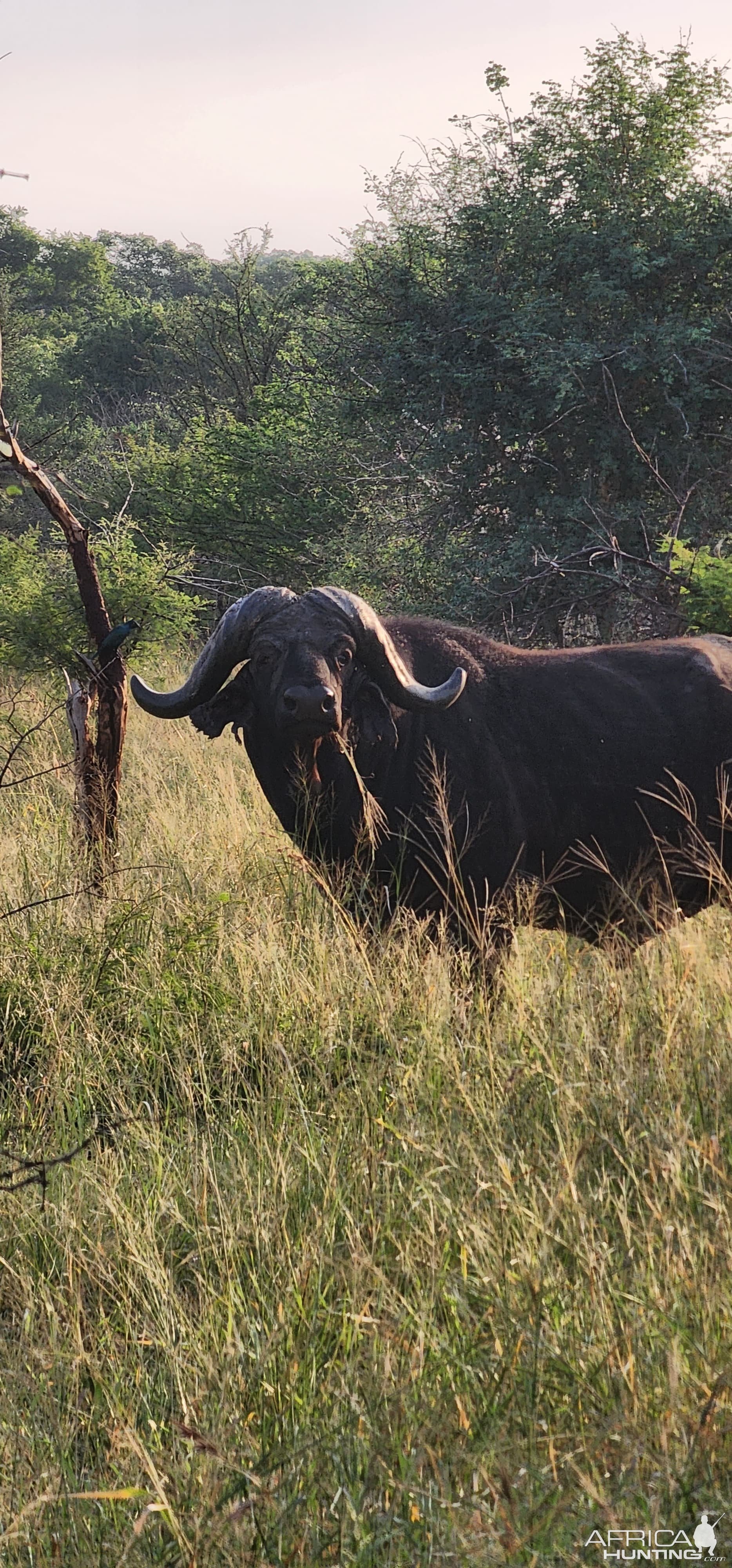 Buffalo Mozambique