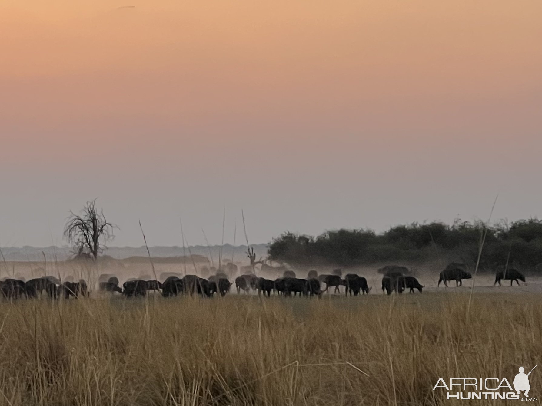 Buffalo Namibia