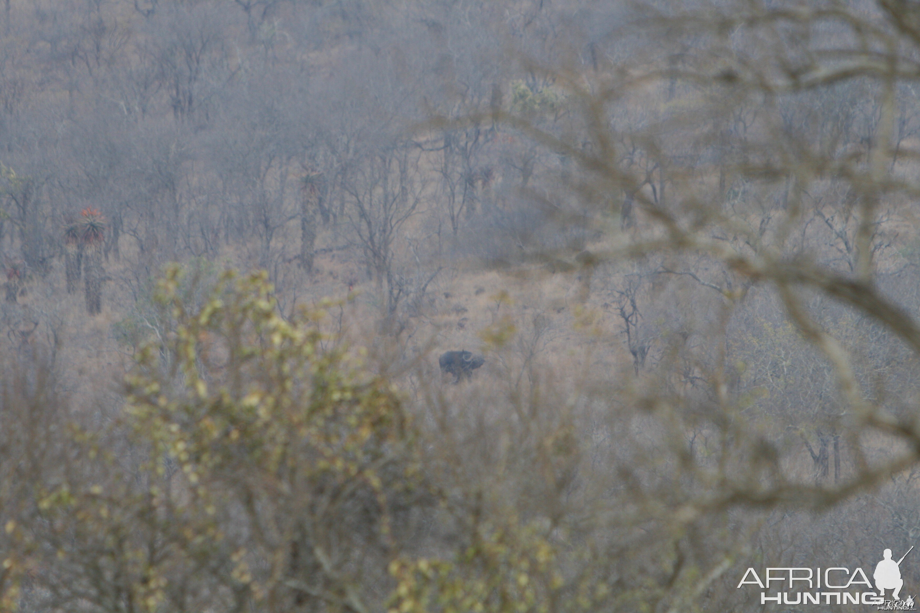 Buffalo on the Mountain