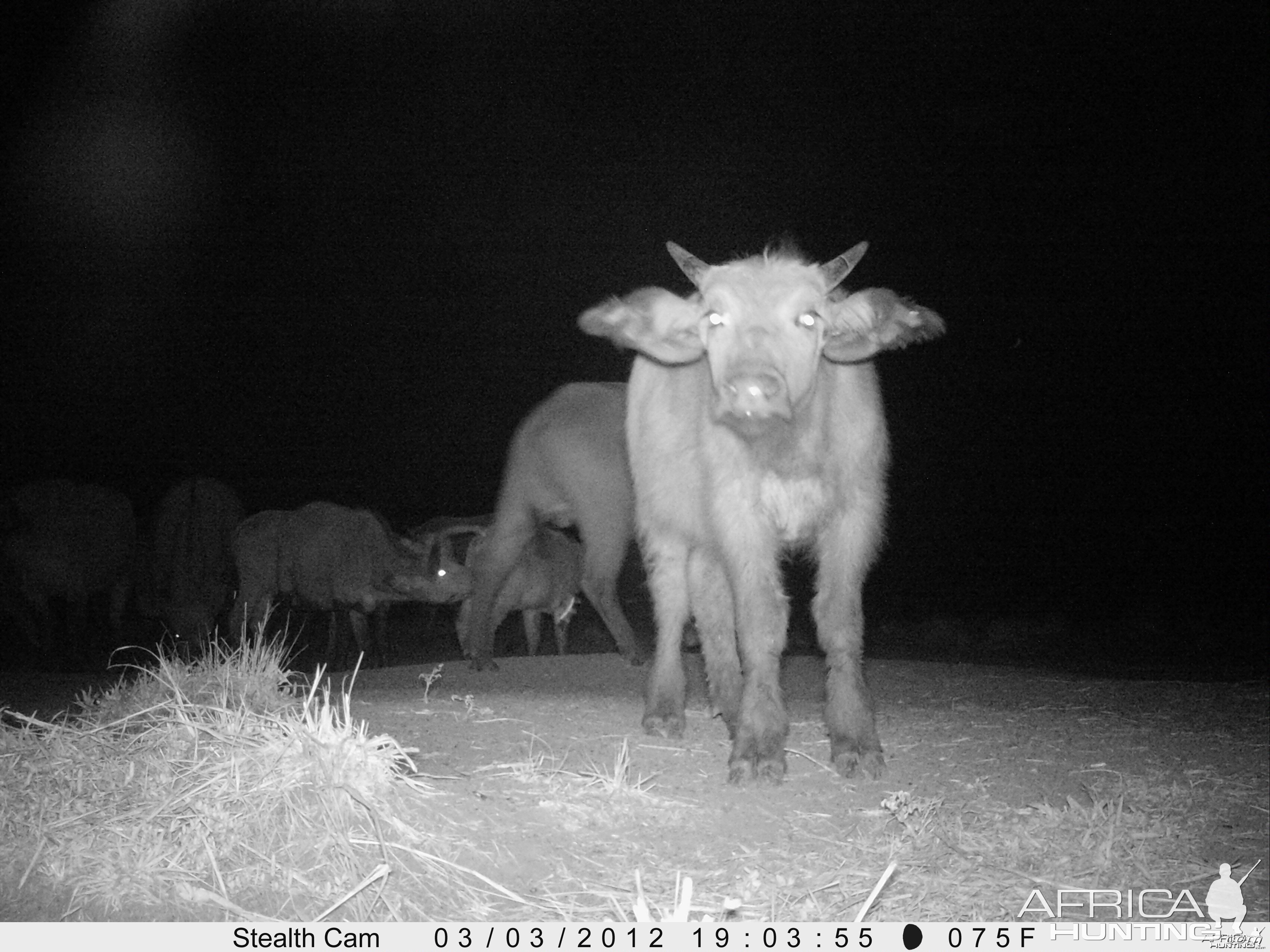 Buffalo on Trail Camera