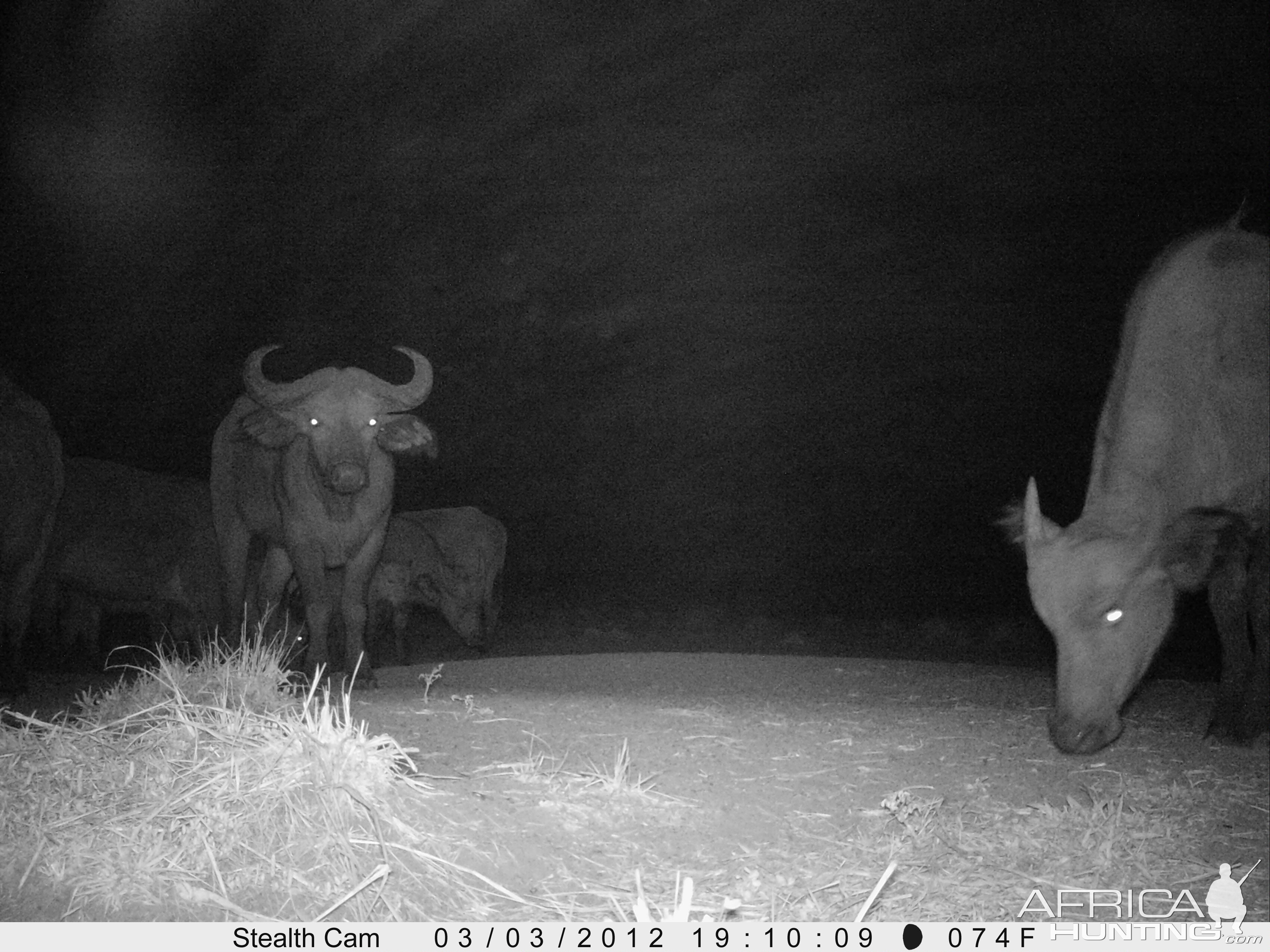 Buffalo on Trail Camera