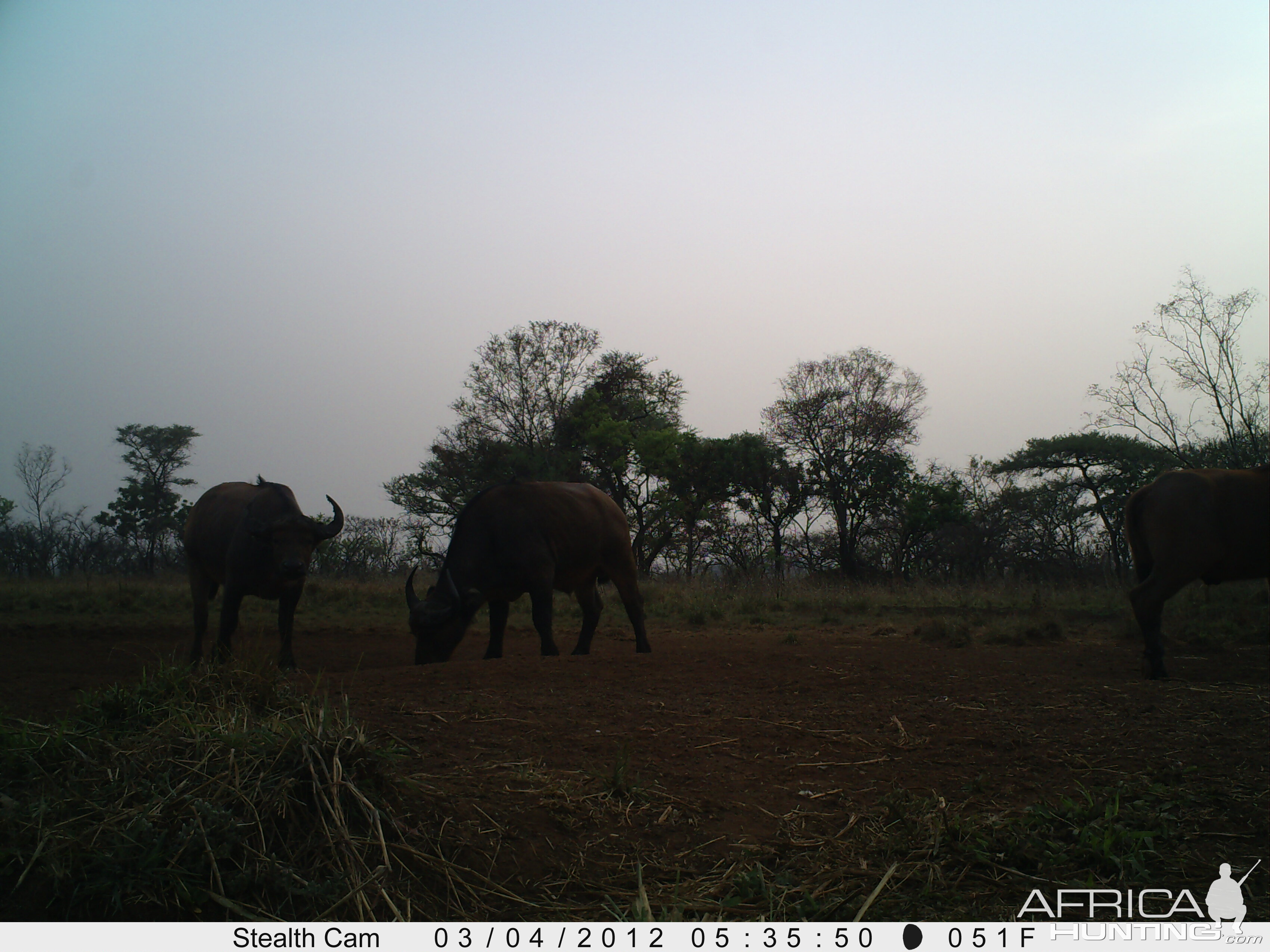 Buffalo on Trail Camera