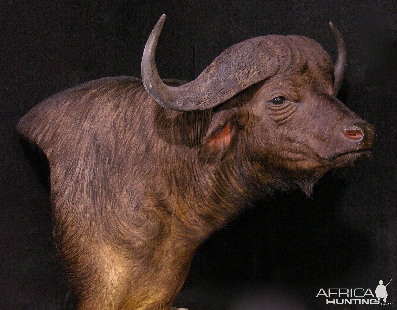 Buffalo Pedestal Mount Taxidermy