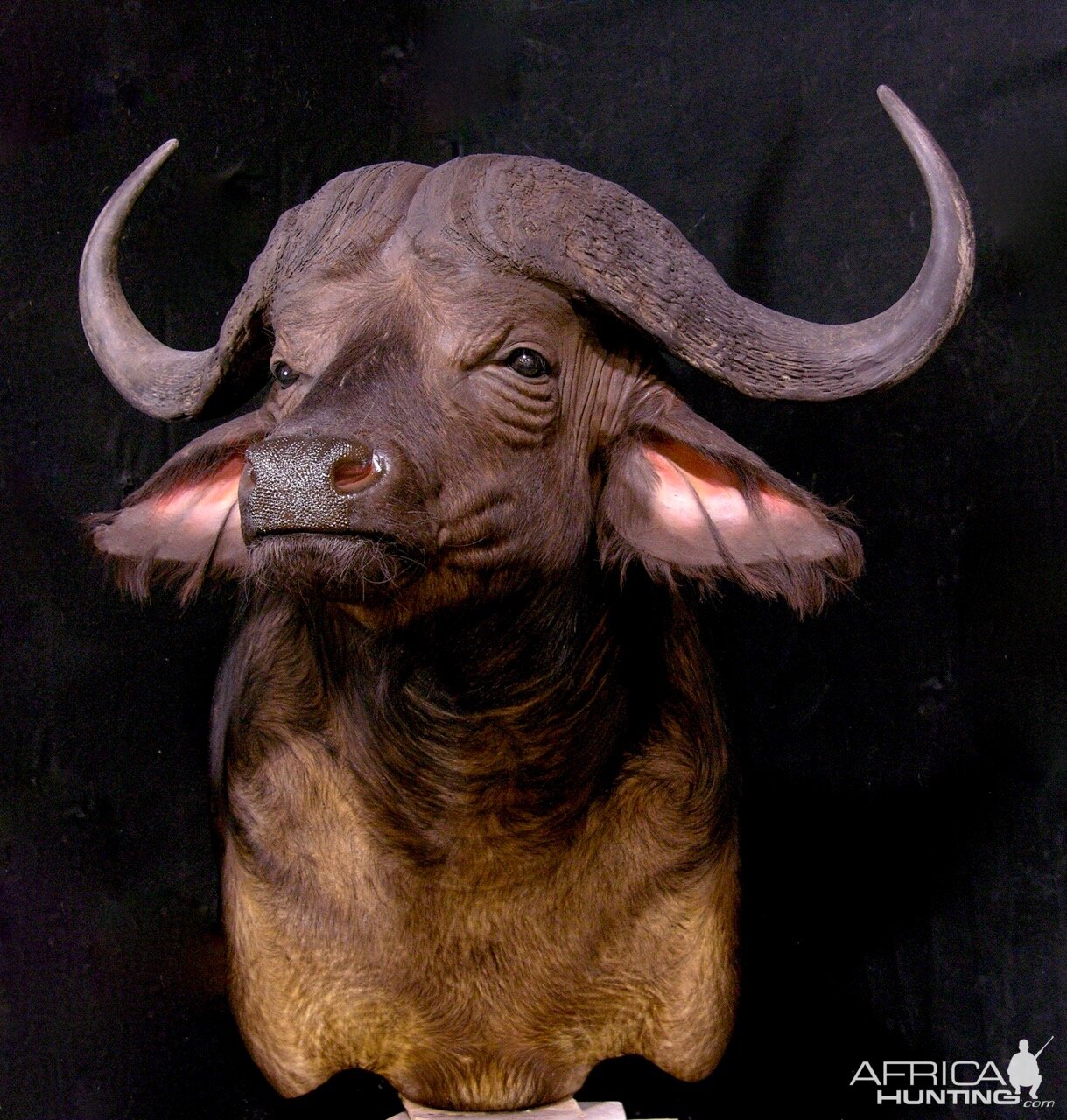 Buffalo Pedestal Mount Taxidermy