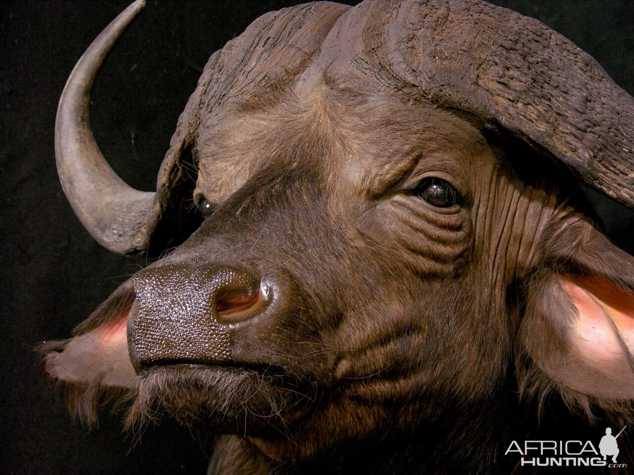 Buffalo Pedestal Mount Taxidermy