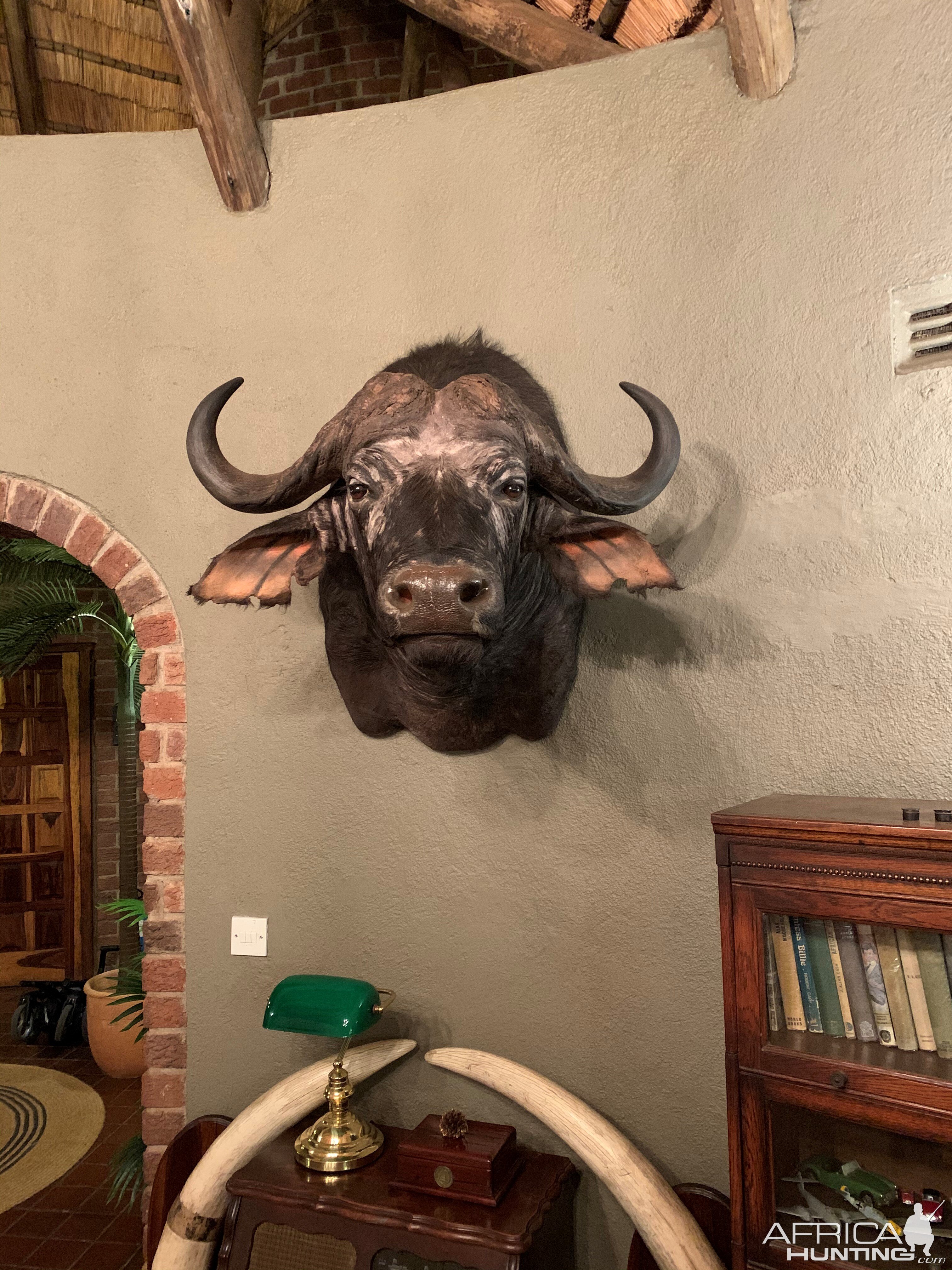 Buffalo Shoulder Mount Taxidermy