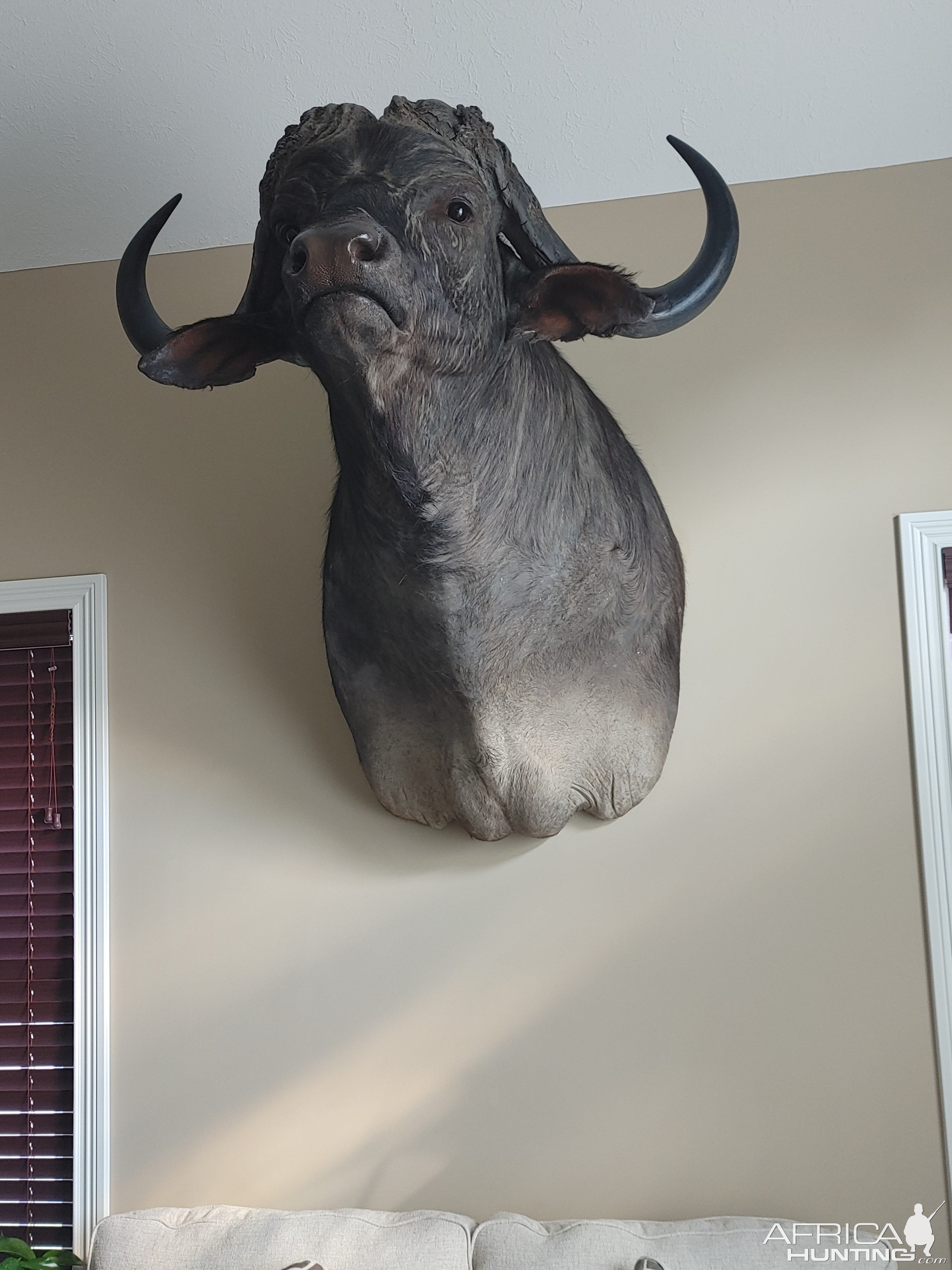 Buffalo Shoulder Mount Taxidermy | AfricaHunting.com