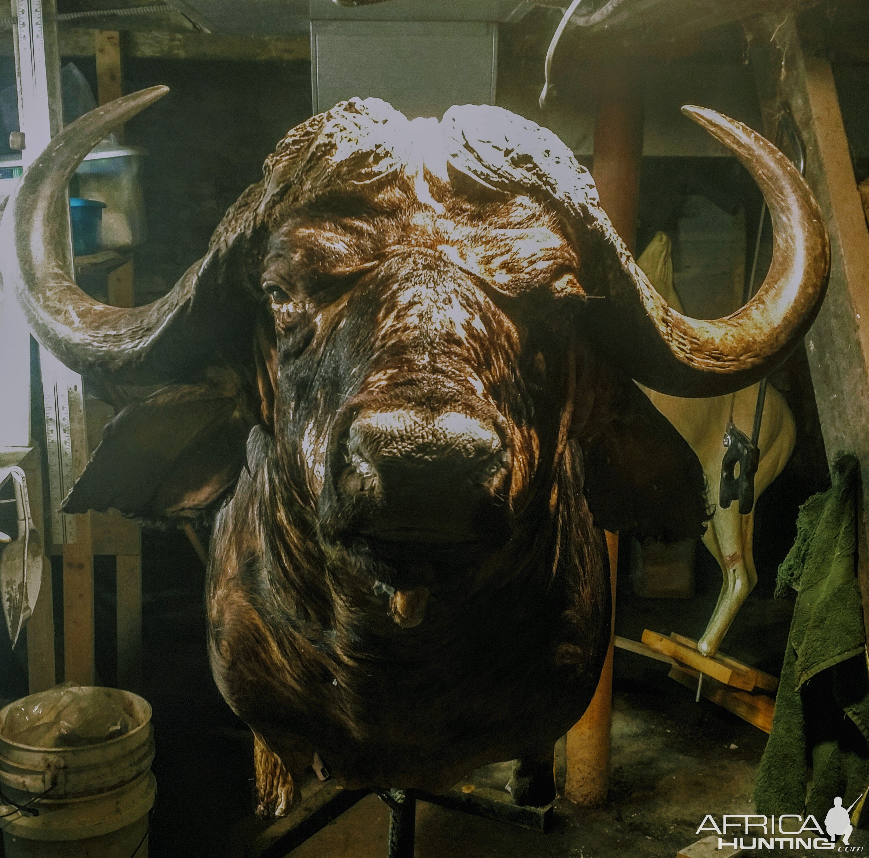 Buffalo Shoulder Mount Taxidermy