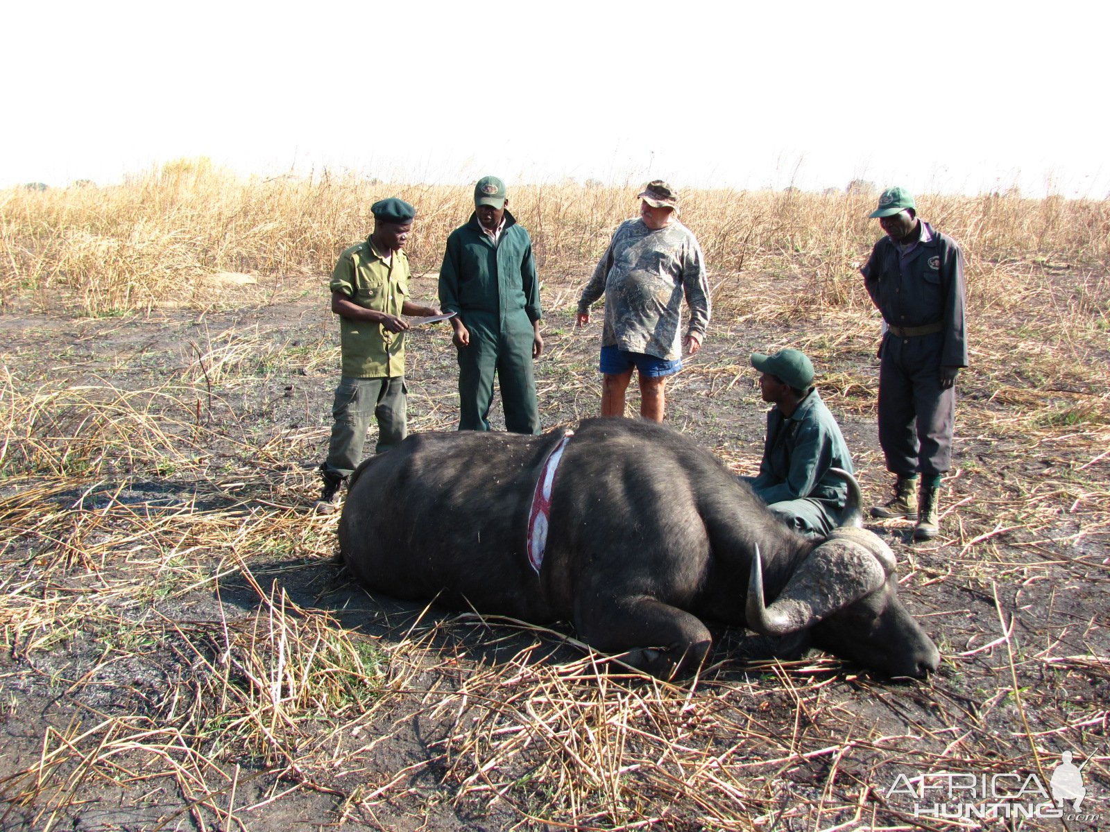 Buffalo Skinning Zambia