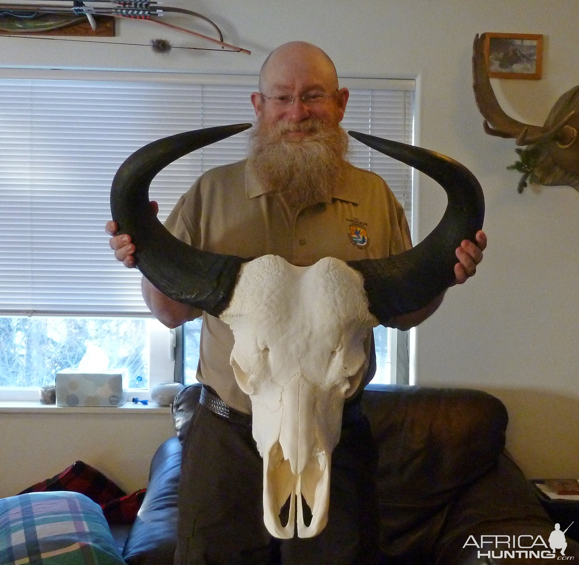 Buffalo Skull Taxidermy