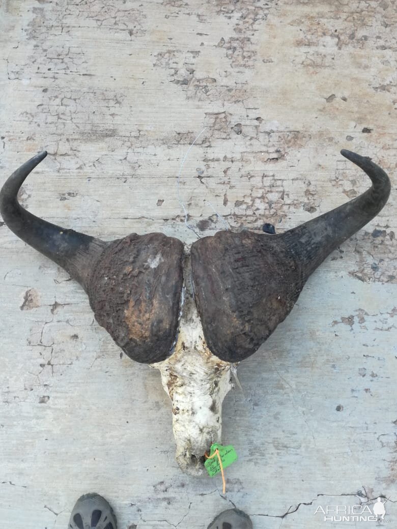 Buffalo Skull