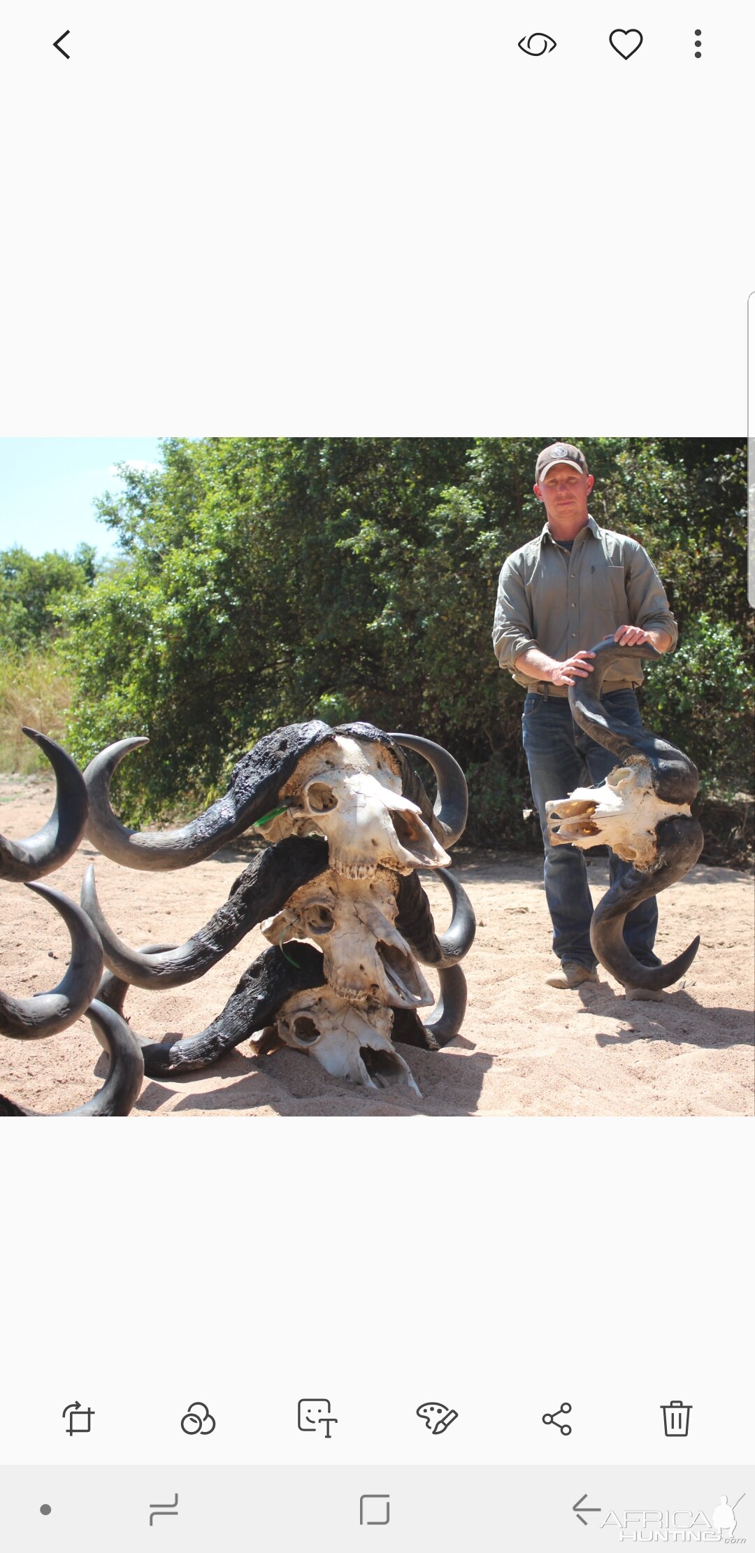 Buffalo Skulls From Tanzania