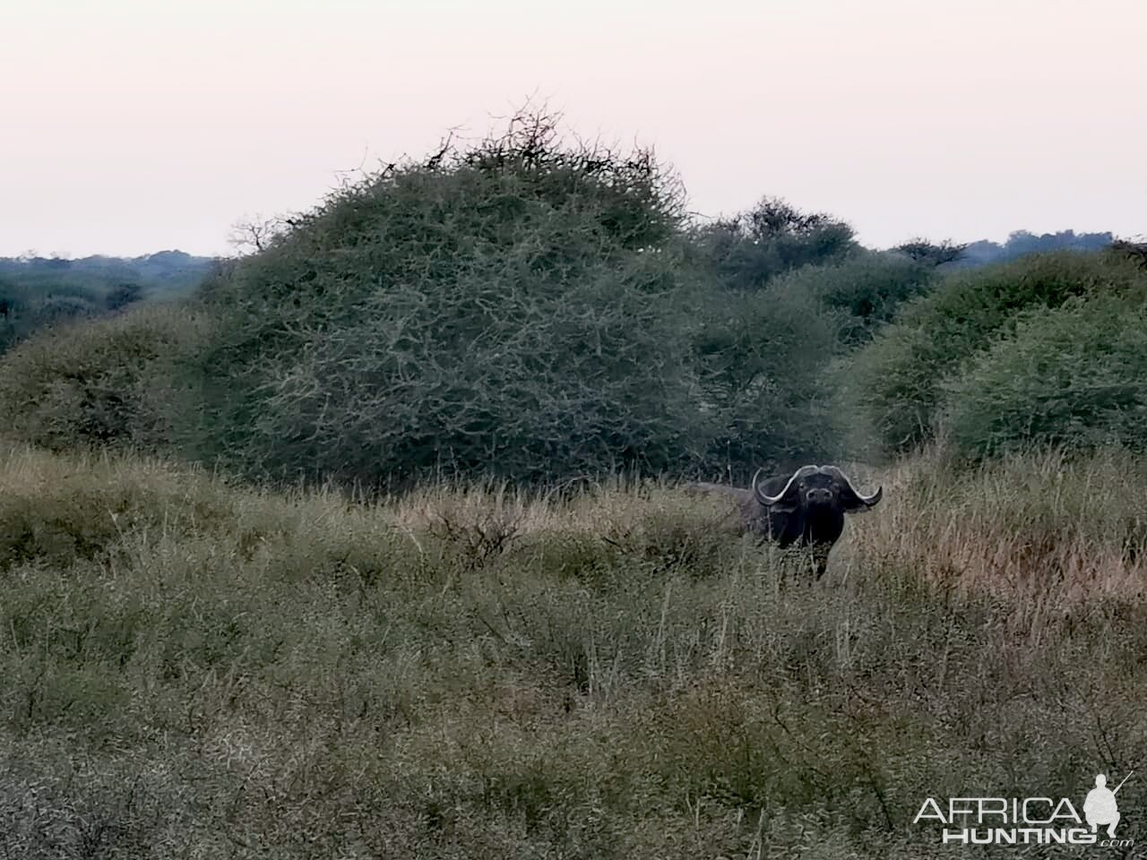 Buffalo South Africa