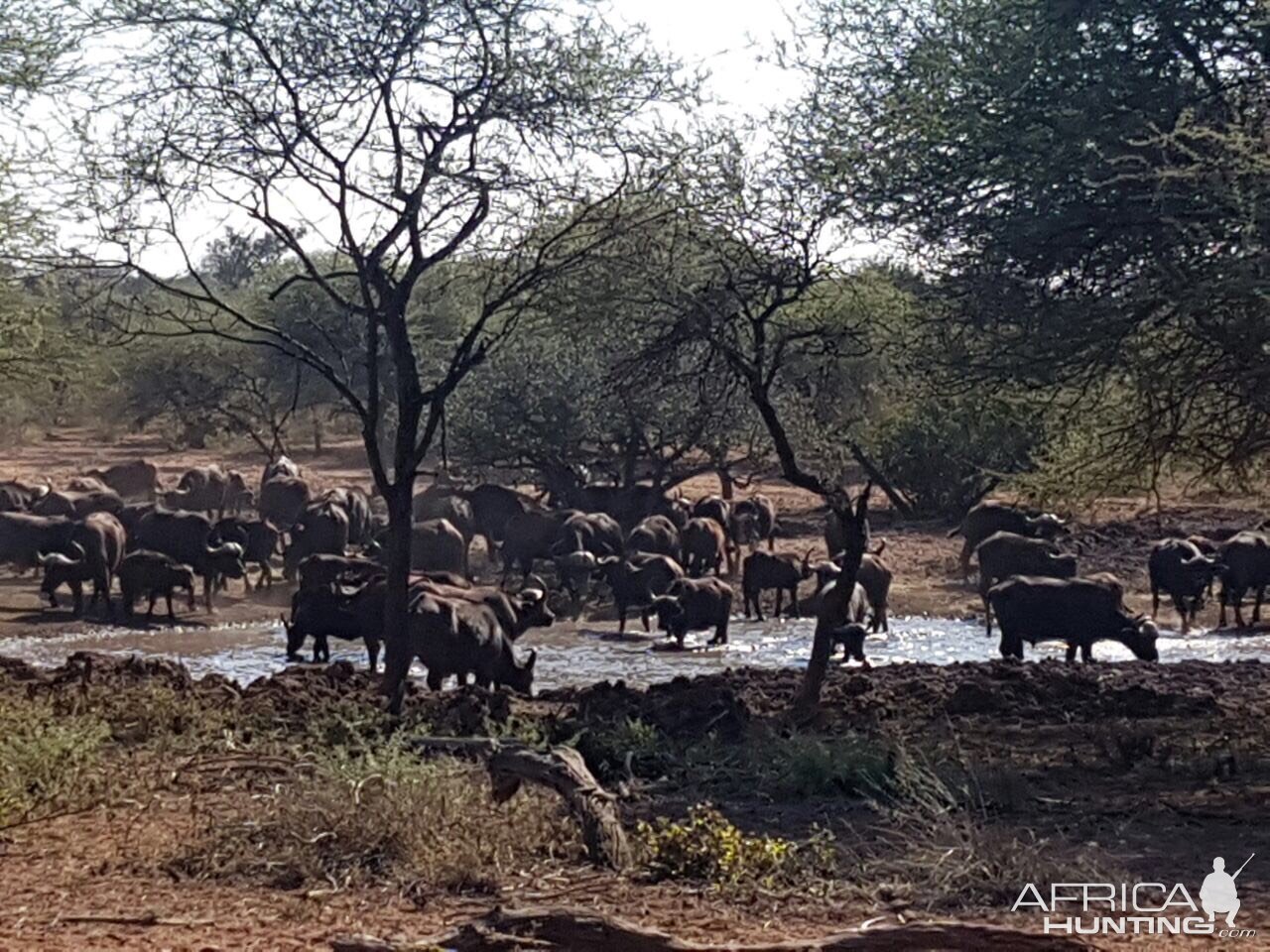 Buffalo South Africa