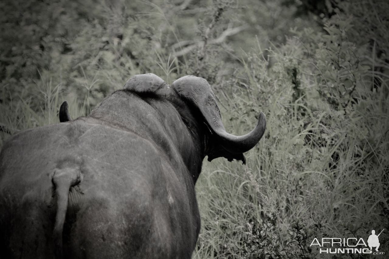 Buffalo South Africa