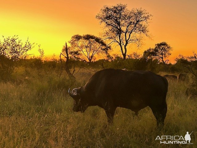 Buffalo South Africa