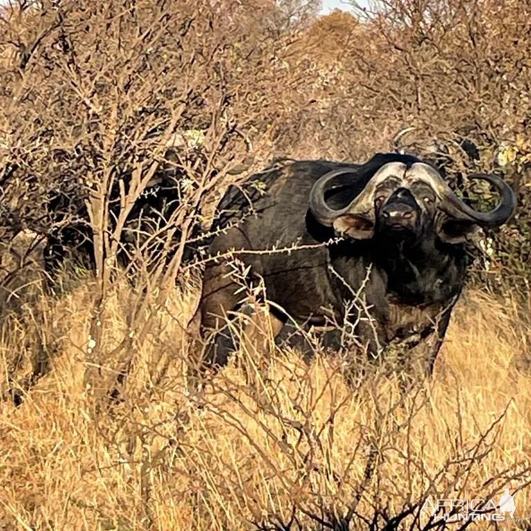 Buffalo South Africa