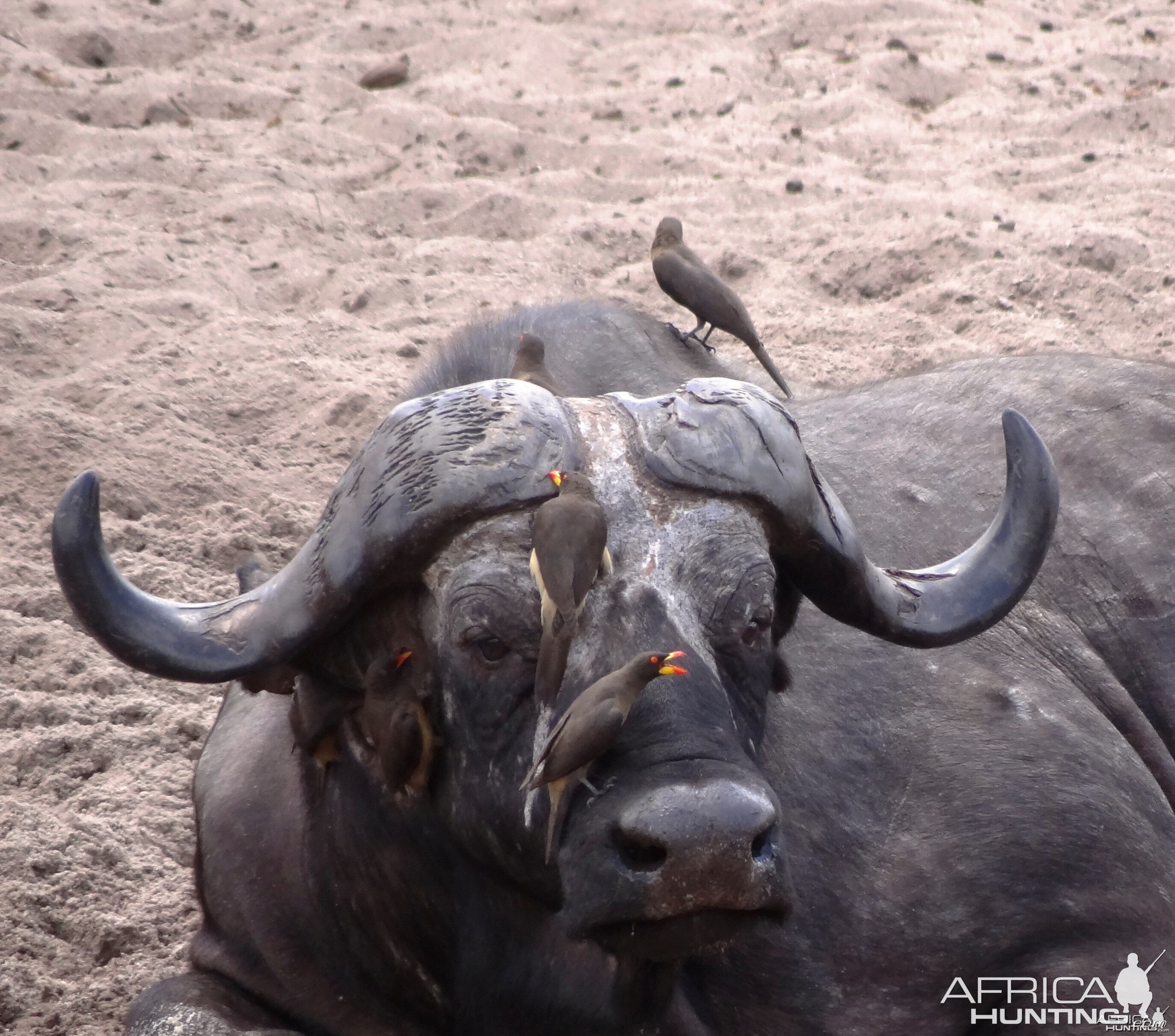 Buffalo Tanzania