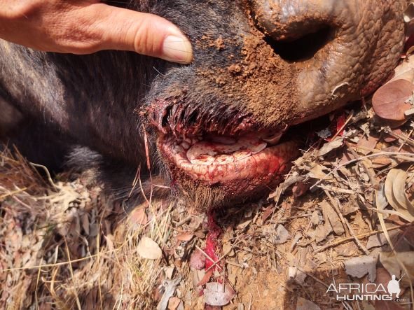 Buffalo Teeth South Africa