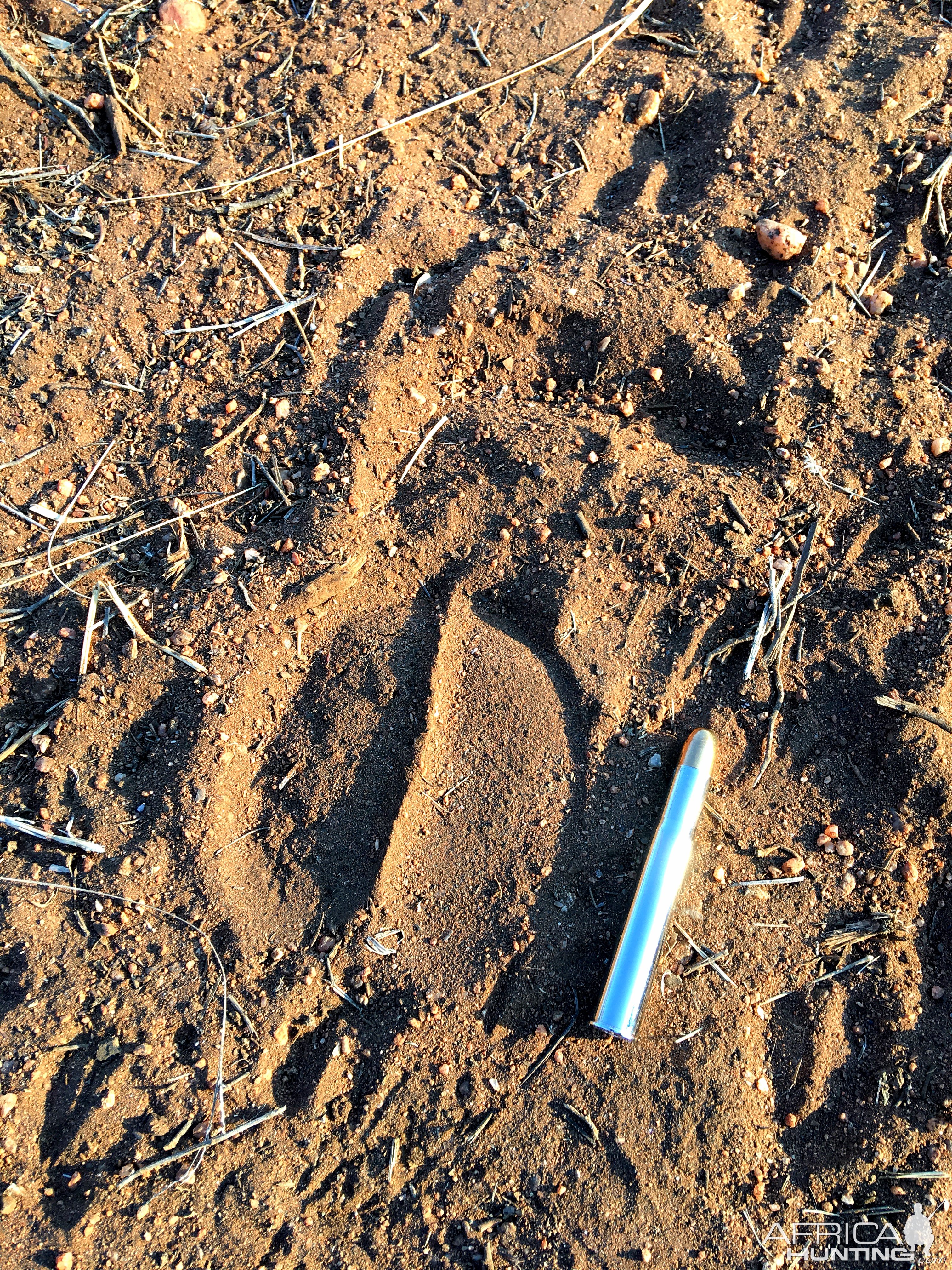 Buffalo Track South Africa