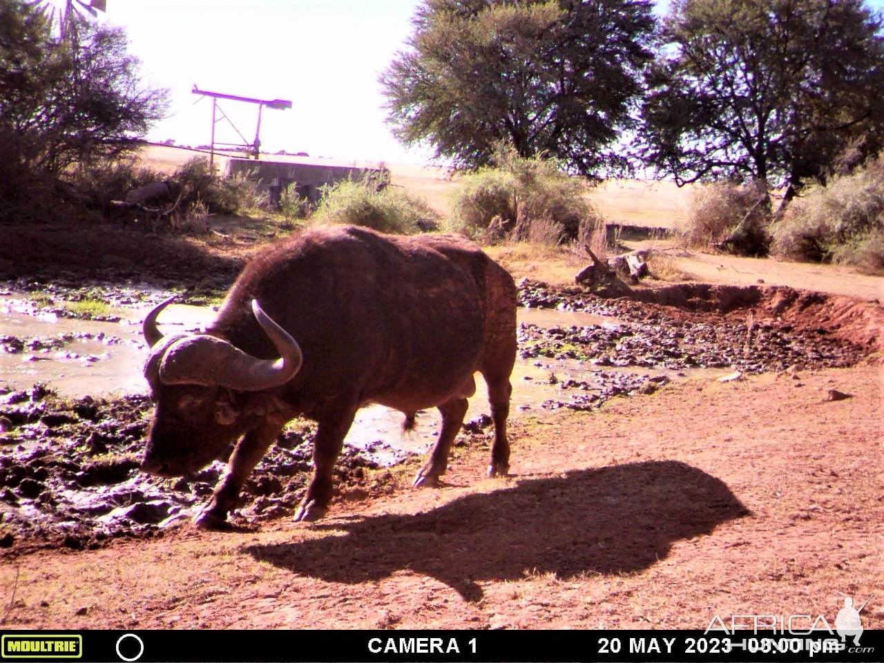 Buffalo Trail Camera South Africa