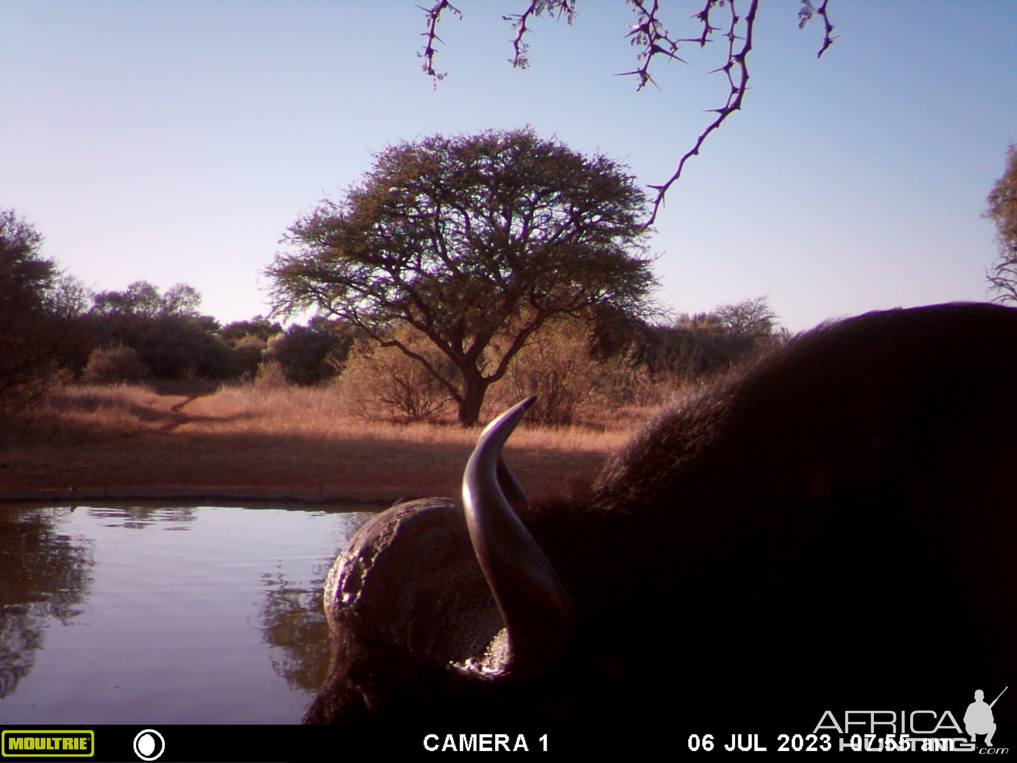 Buffalo Trail Camera