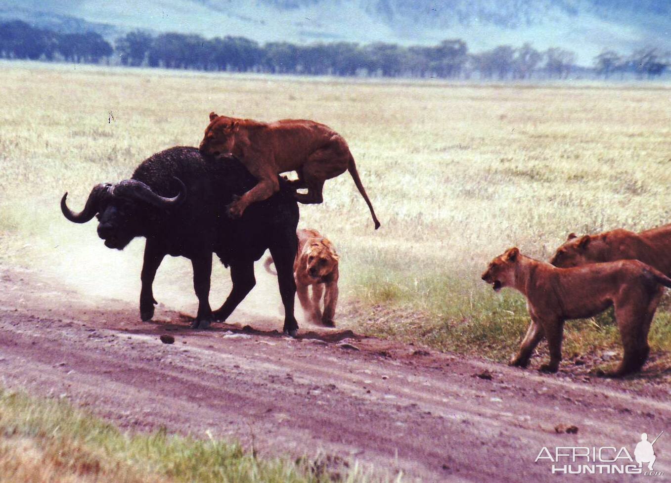 buffalo vs lion