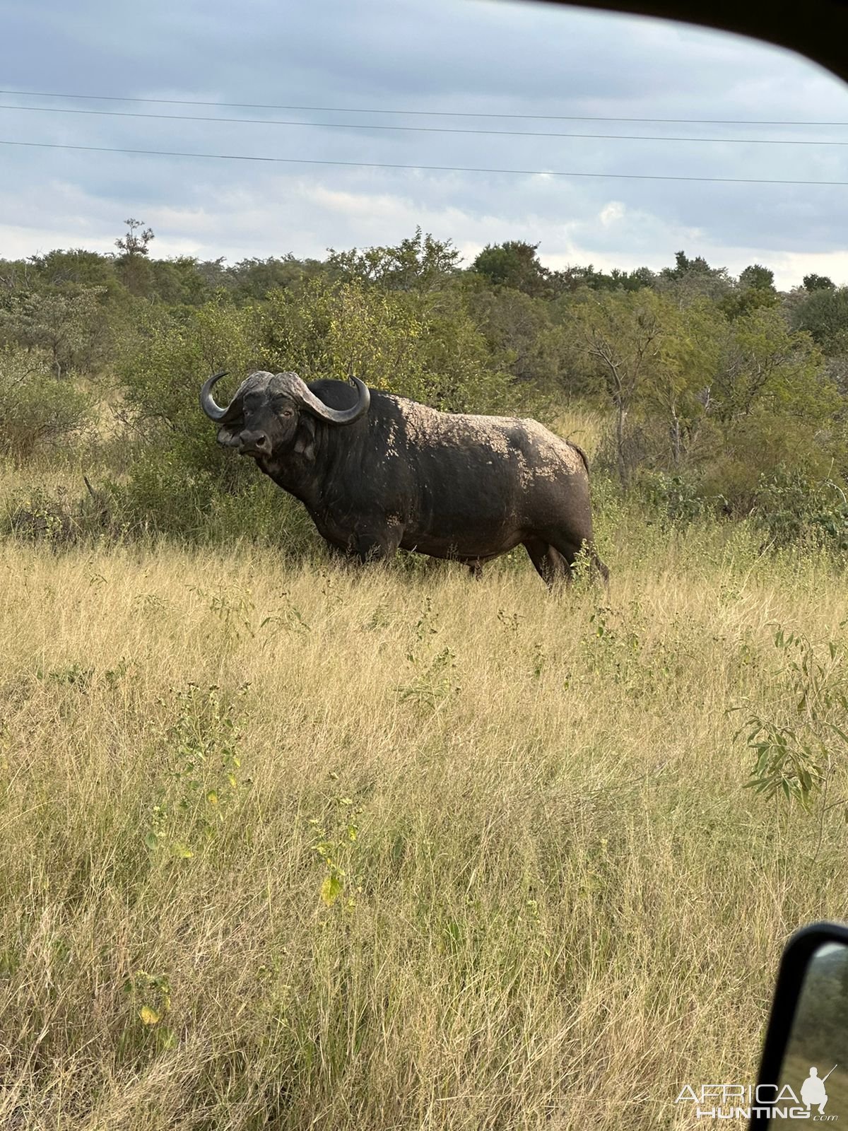 Buffalo Waterberg South Africa