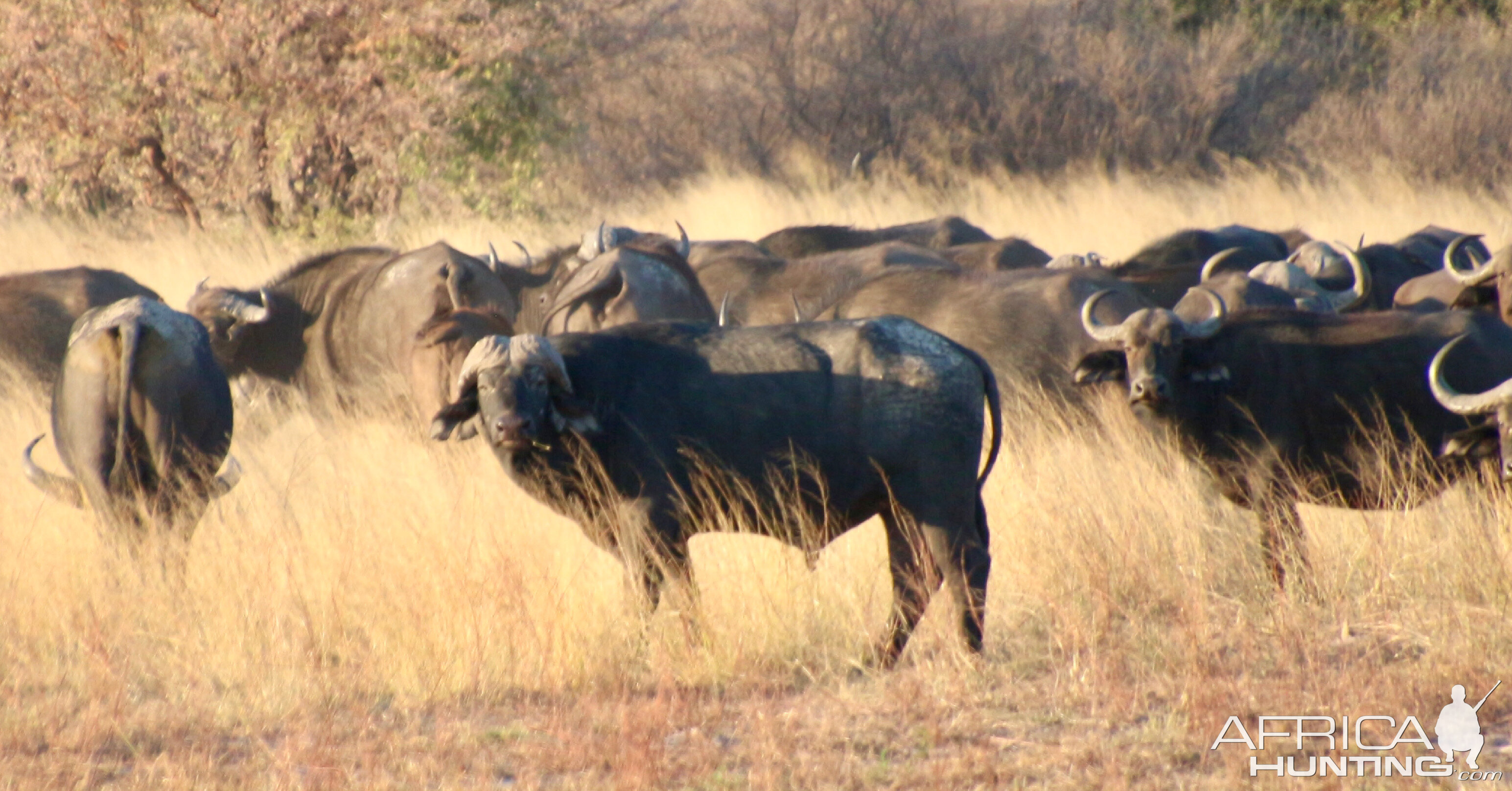 Buffalo Wildlife Namibia
