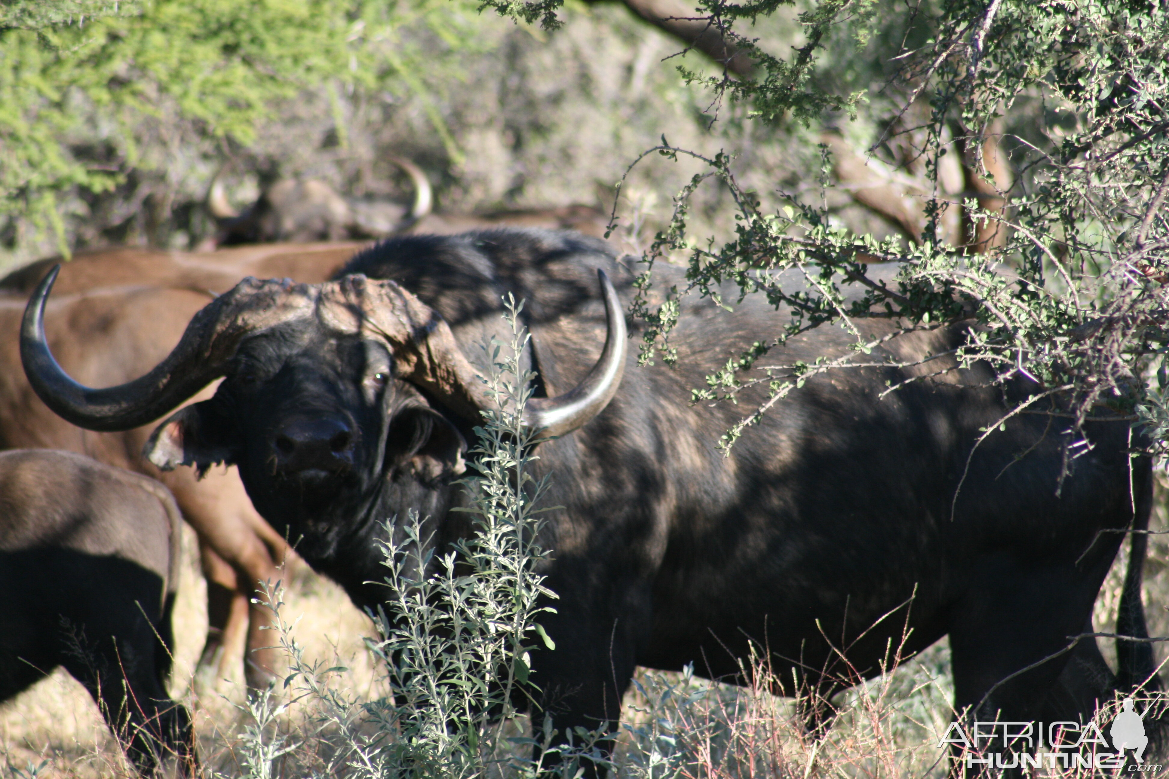 Buffalo Wildlife Noth West Province South Africa