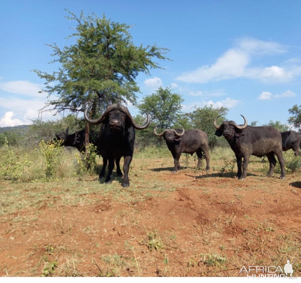 Buffalo Wildlife South Africa