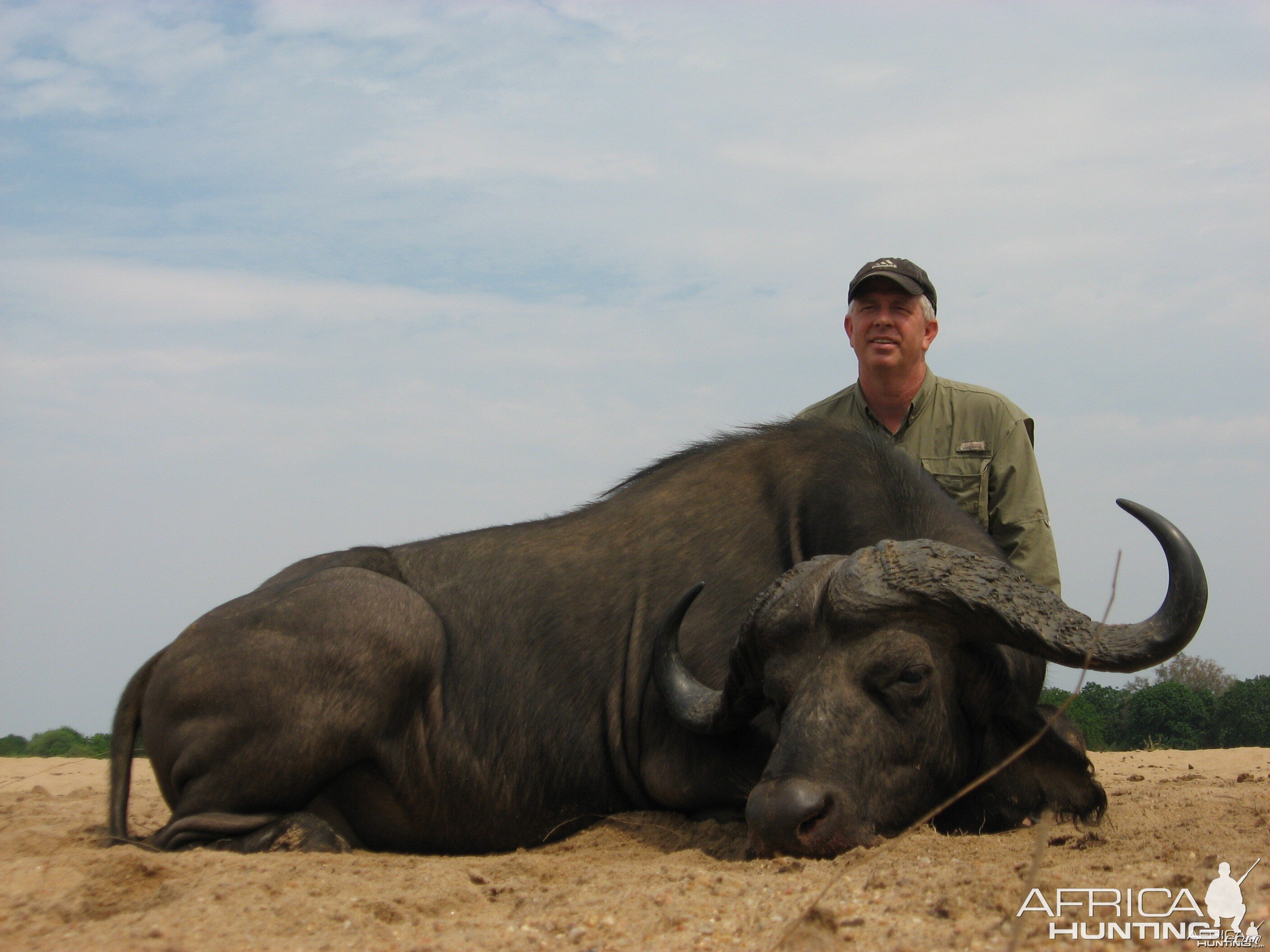 Buffalo  - Zambezi Valley