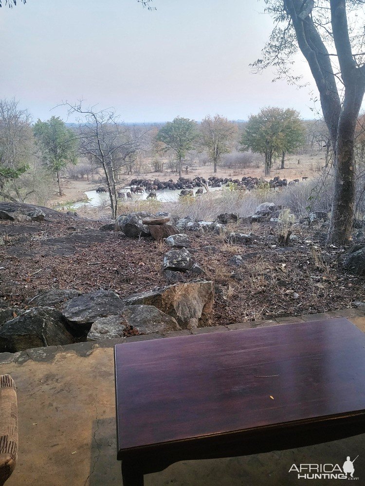 Buffalo Zimbabwe