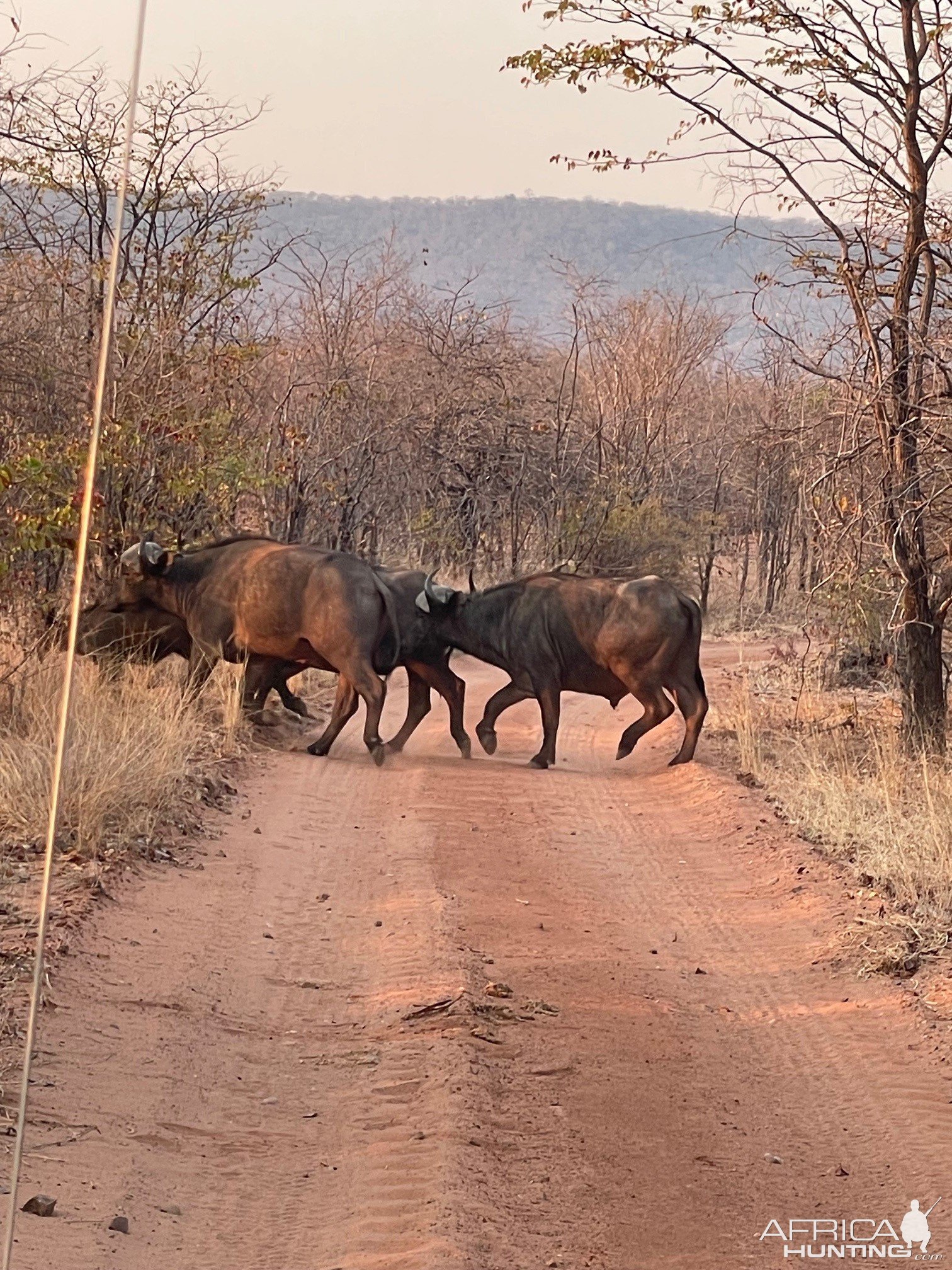 Buffalo Zimbabwe