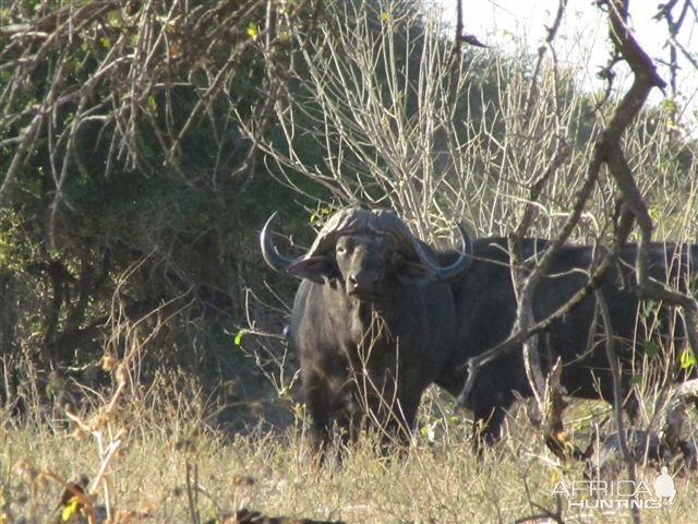 Buffalo Zimbabwe