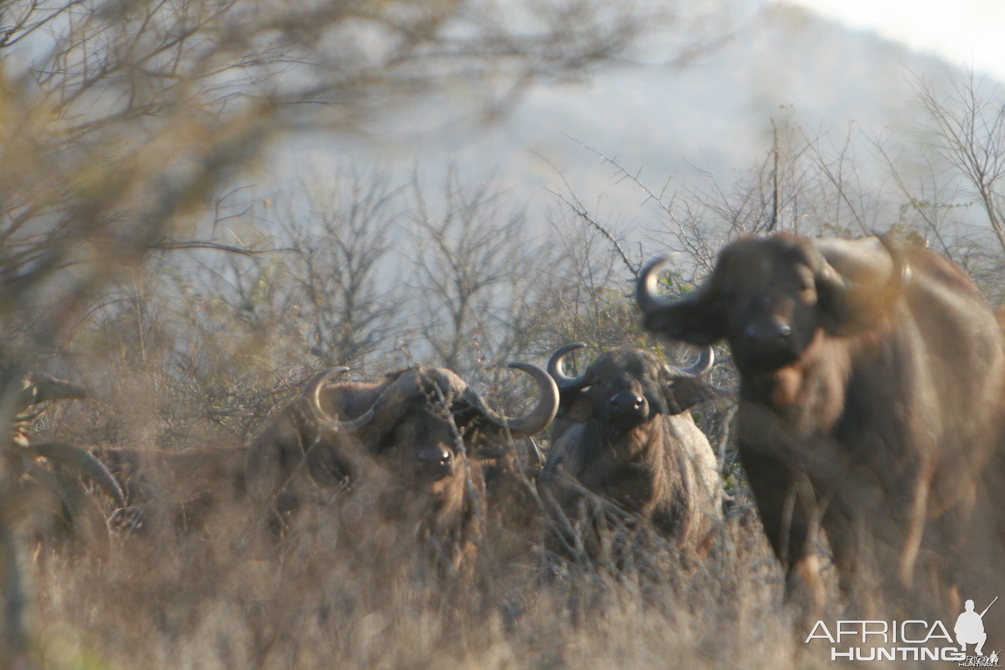 Buffalo