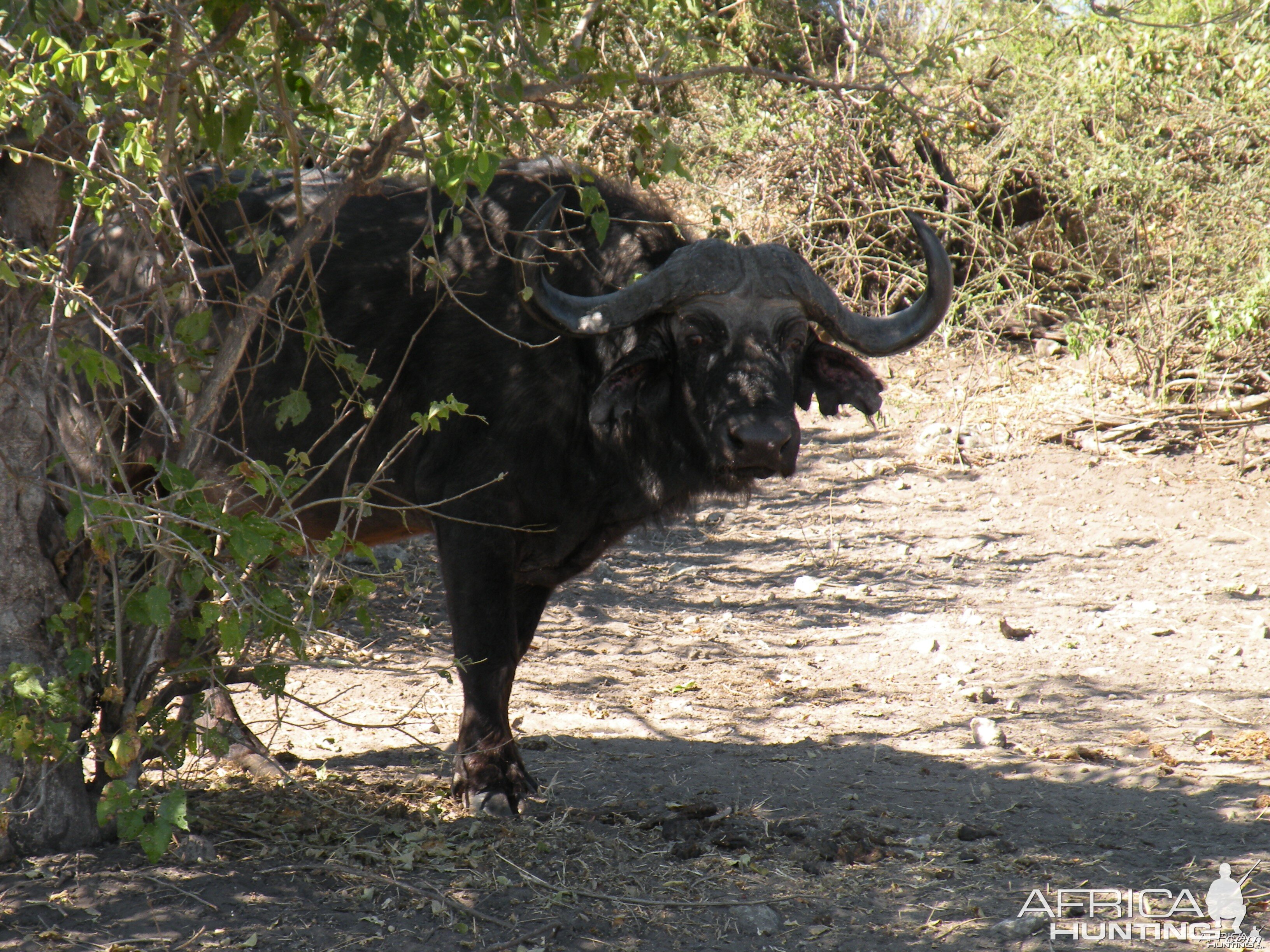 Buffalo