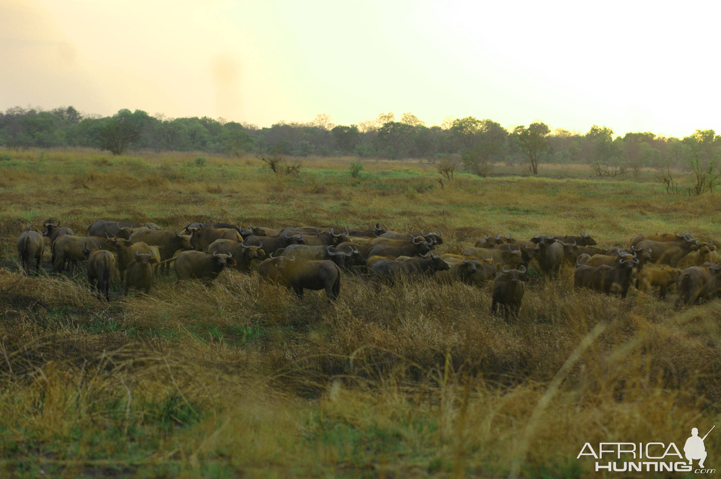 Buffalo