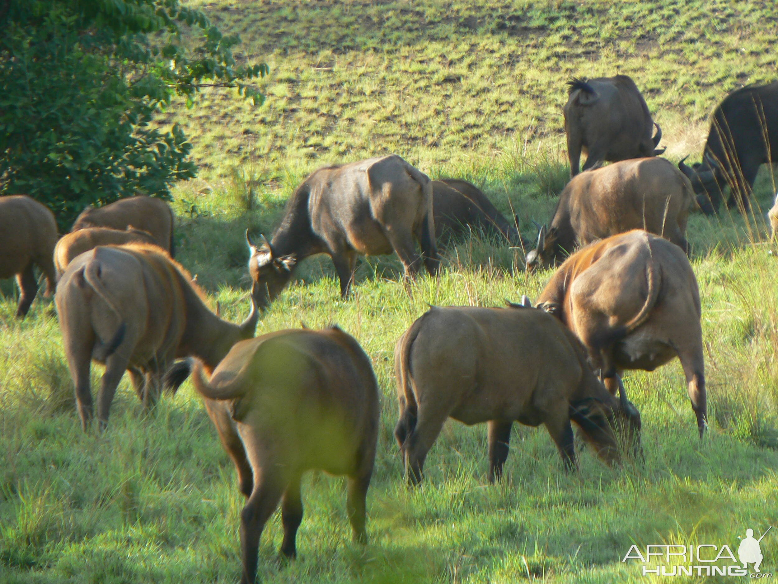 Buffalo