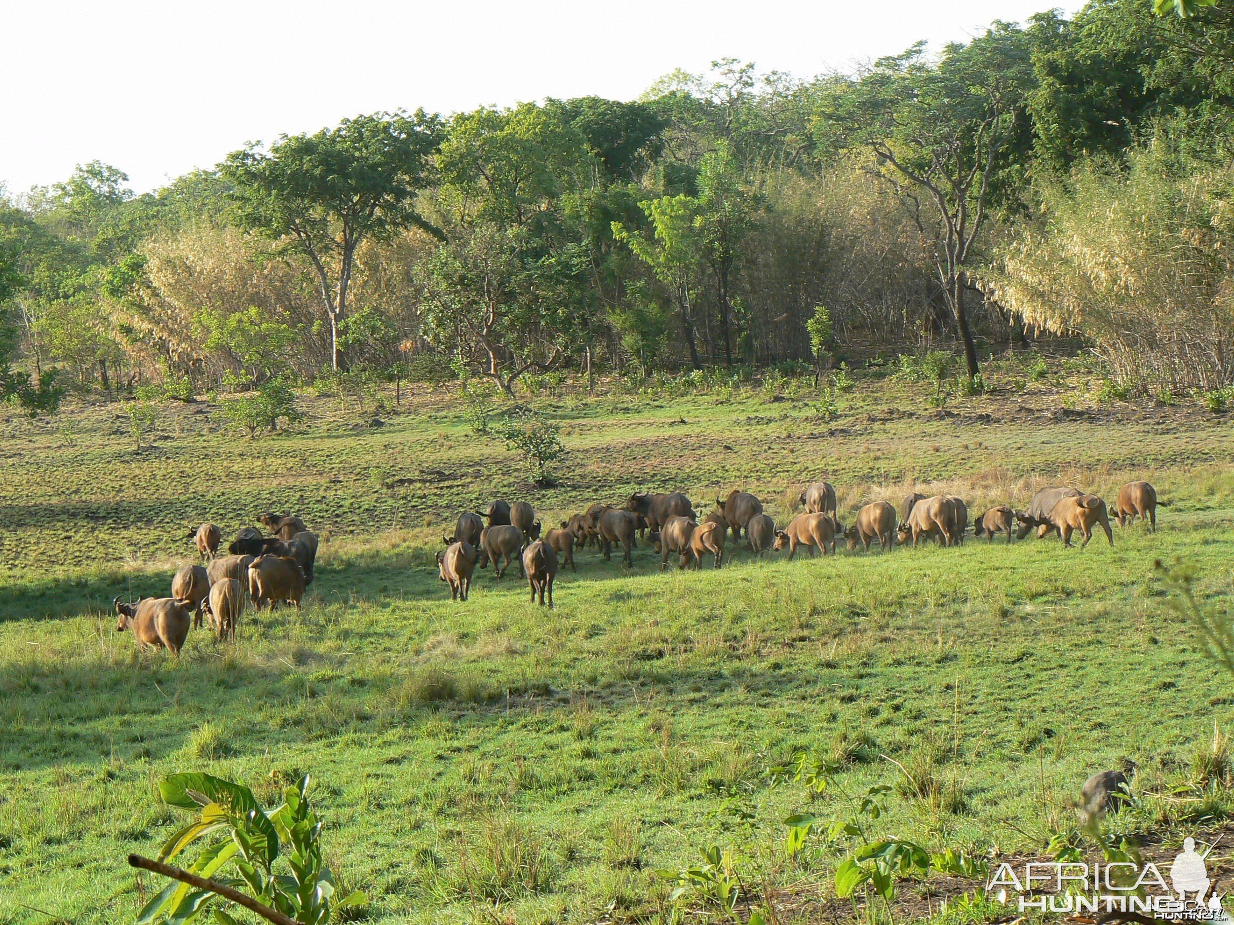 Buffalo