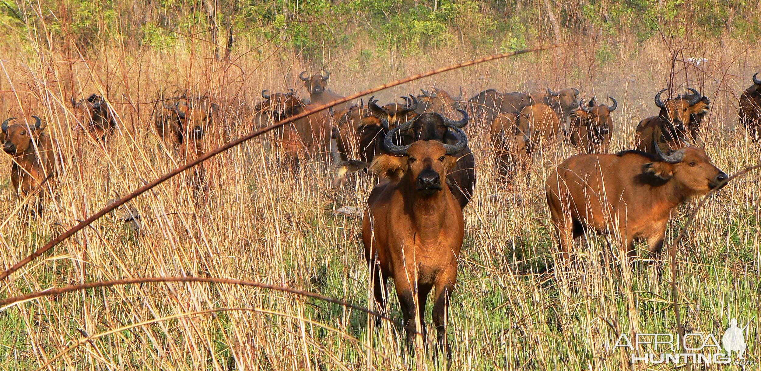 Buffalo